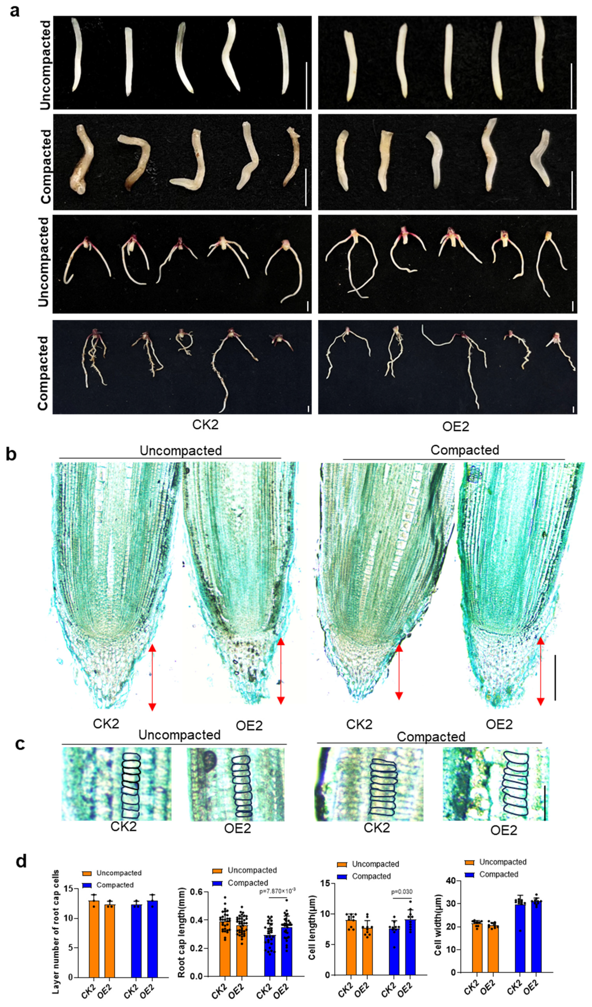 Plants 13 03525 g004