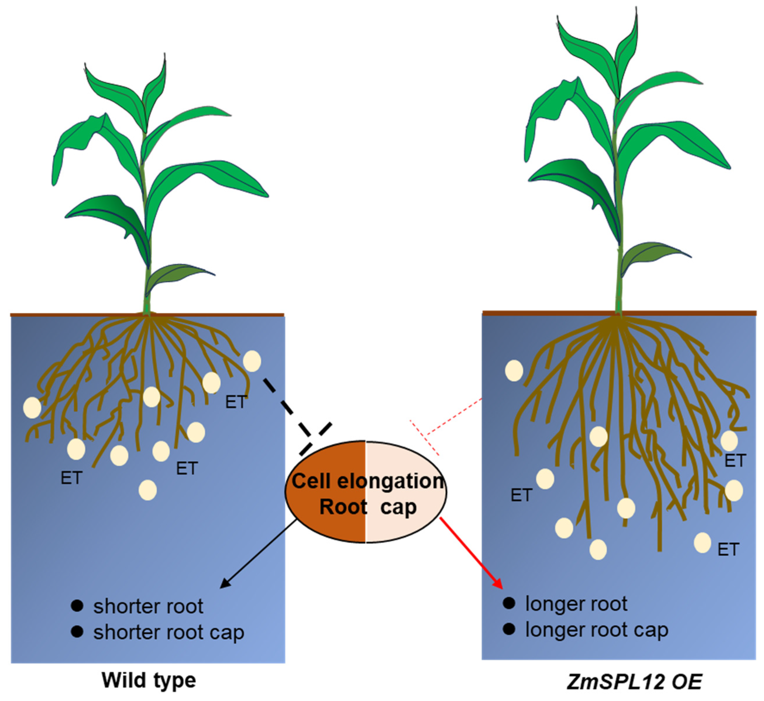 Plants 13 03525 g006