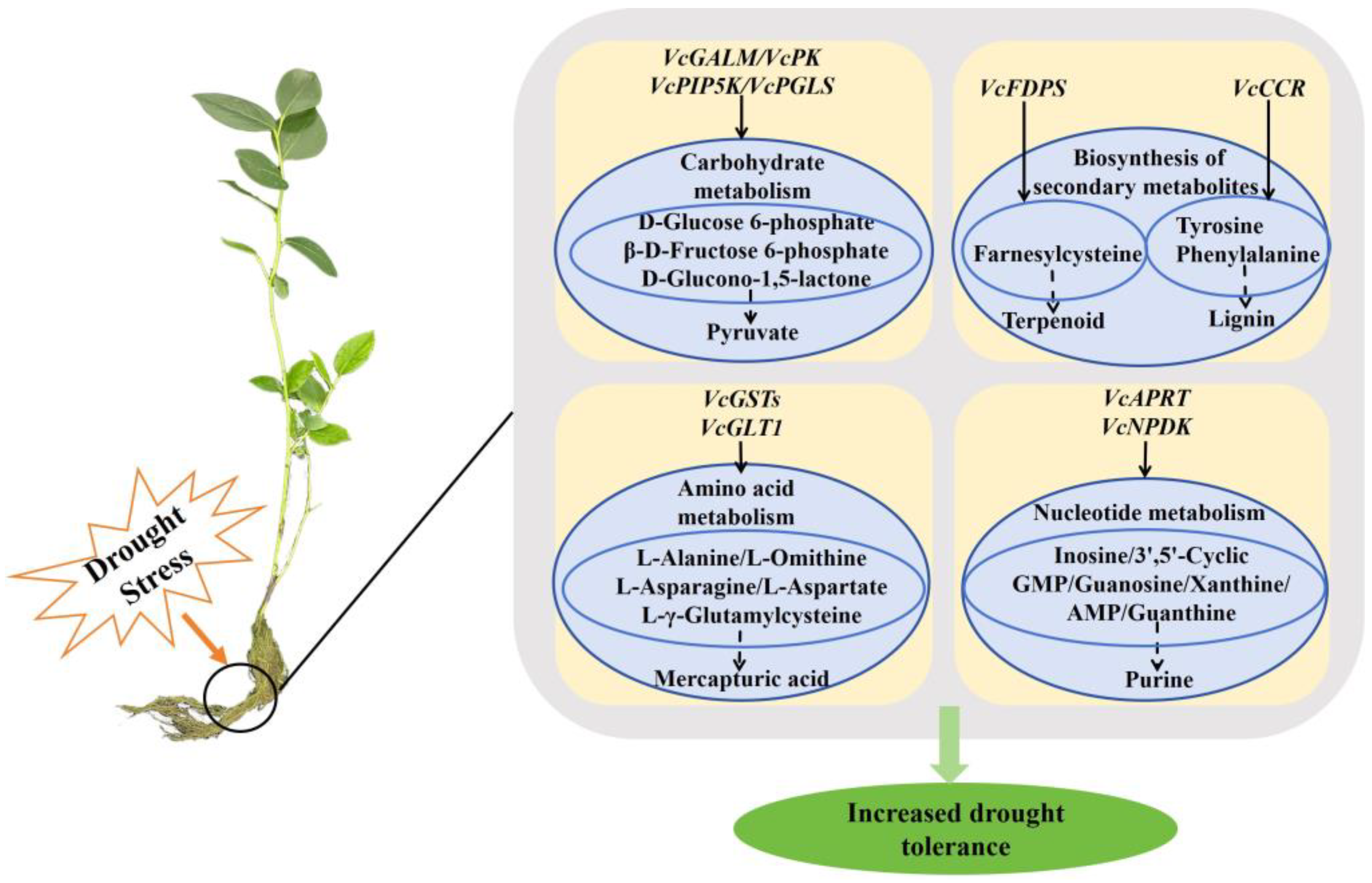 Plants 13 03528 g013
