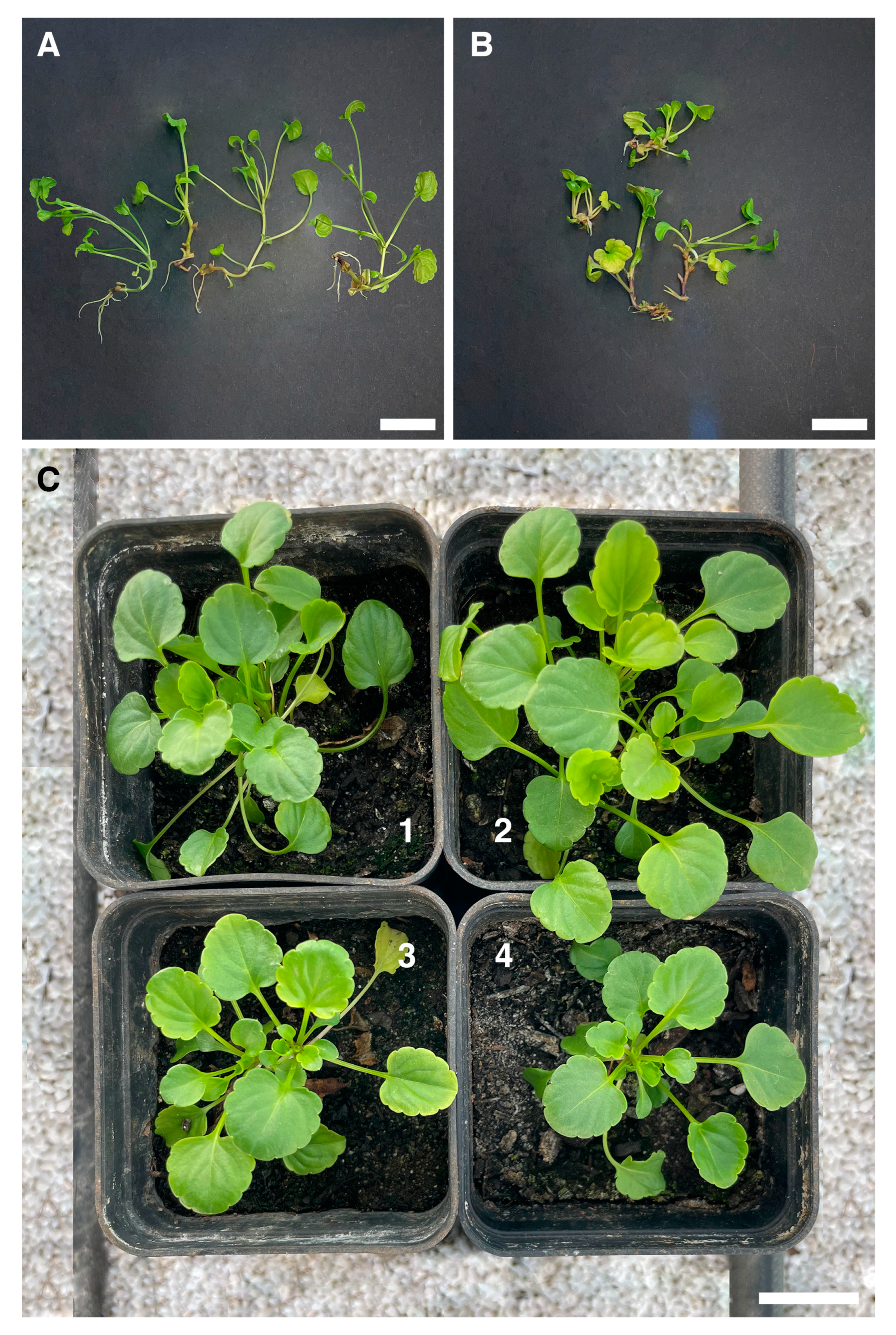 Plants 13 03530 g003 Plants 13 03530 g003