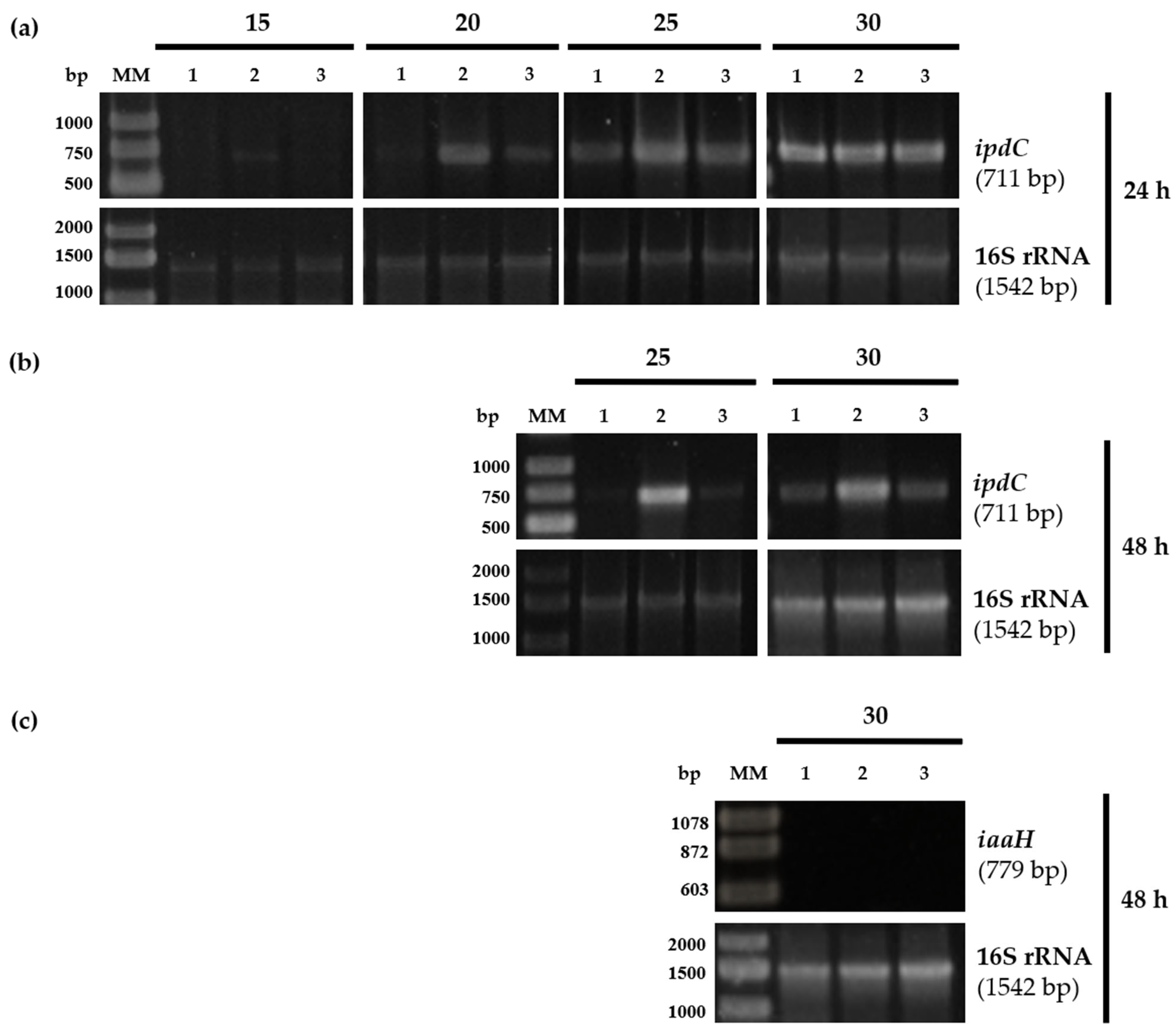 Plants 13 03533 g003