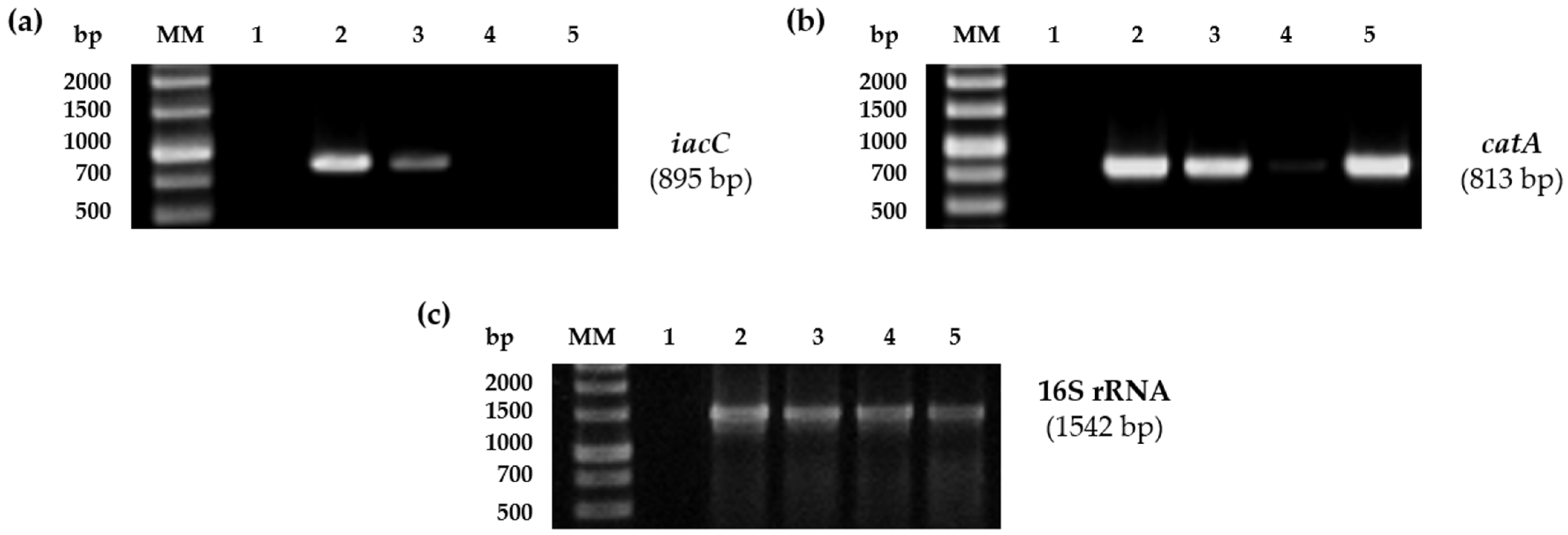 Plants 13 03533 g008