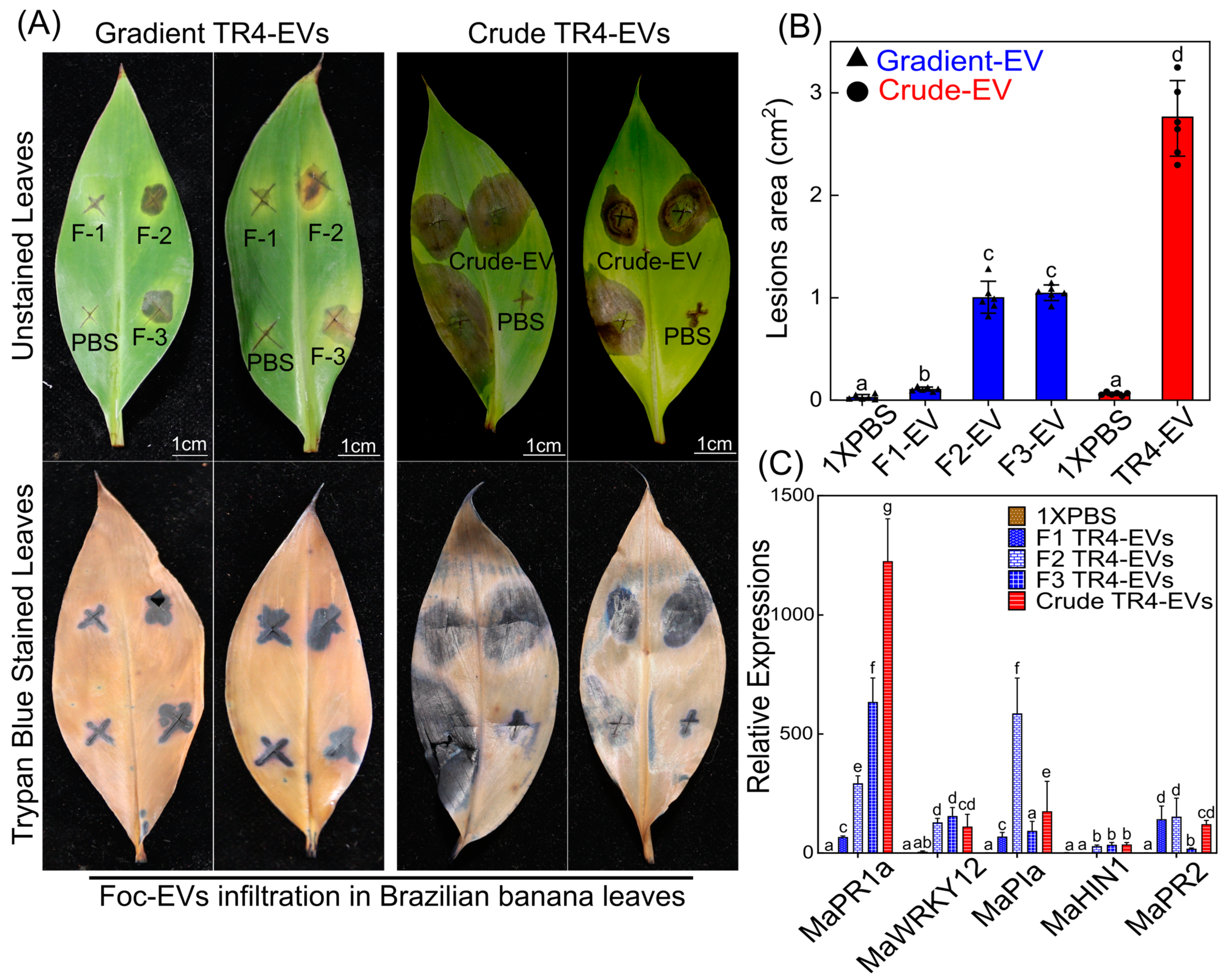 Plants 13 03534 g003