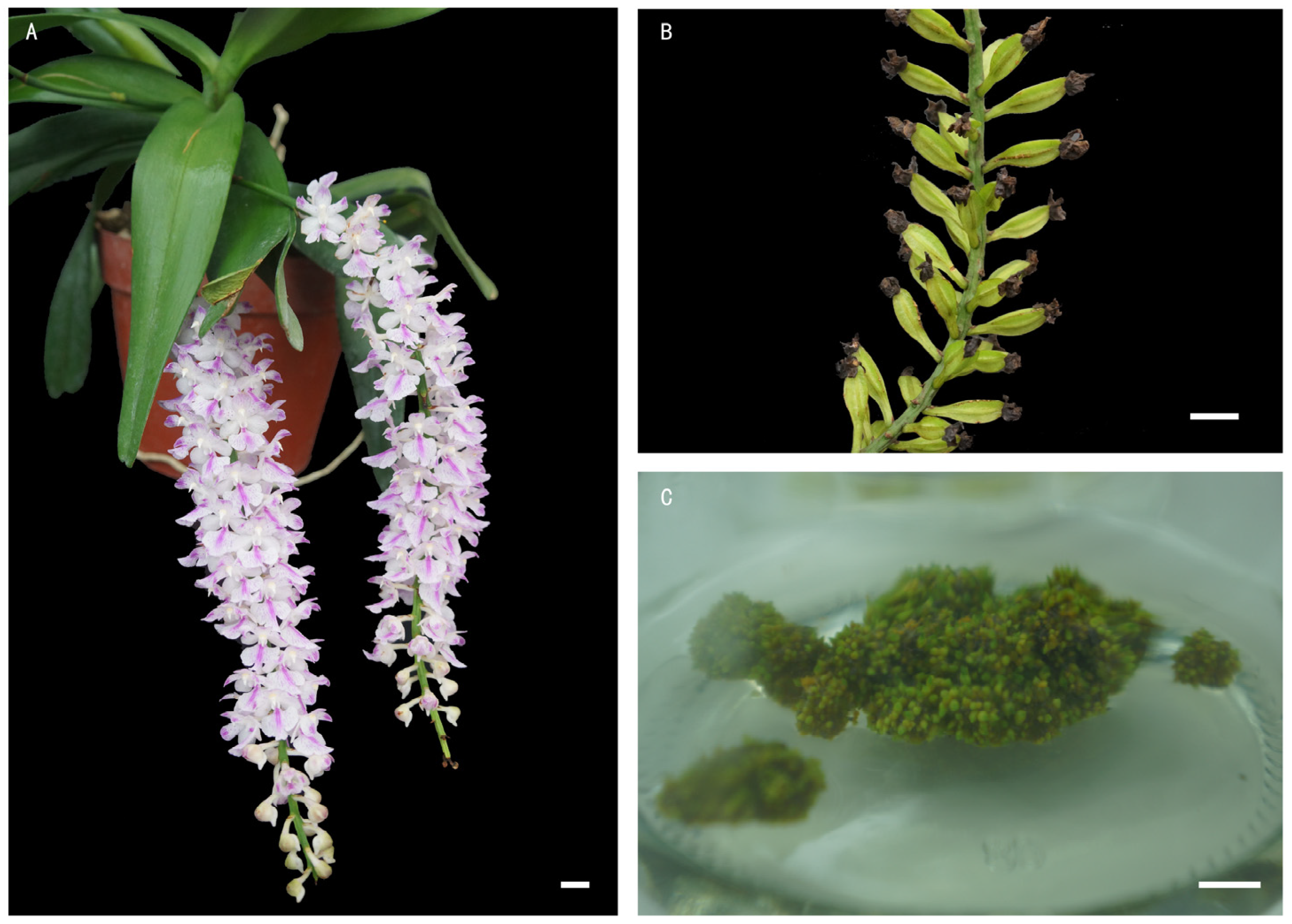 Plants 13 03535 g001