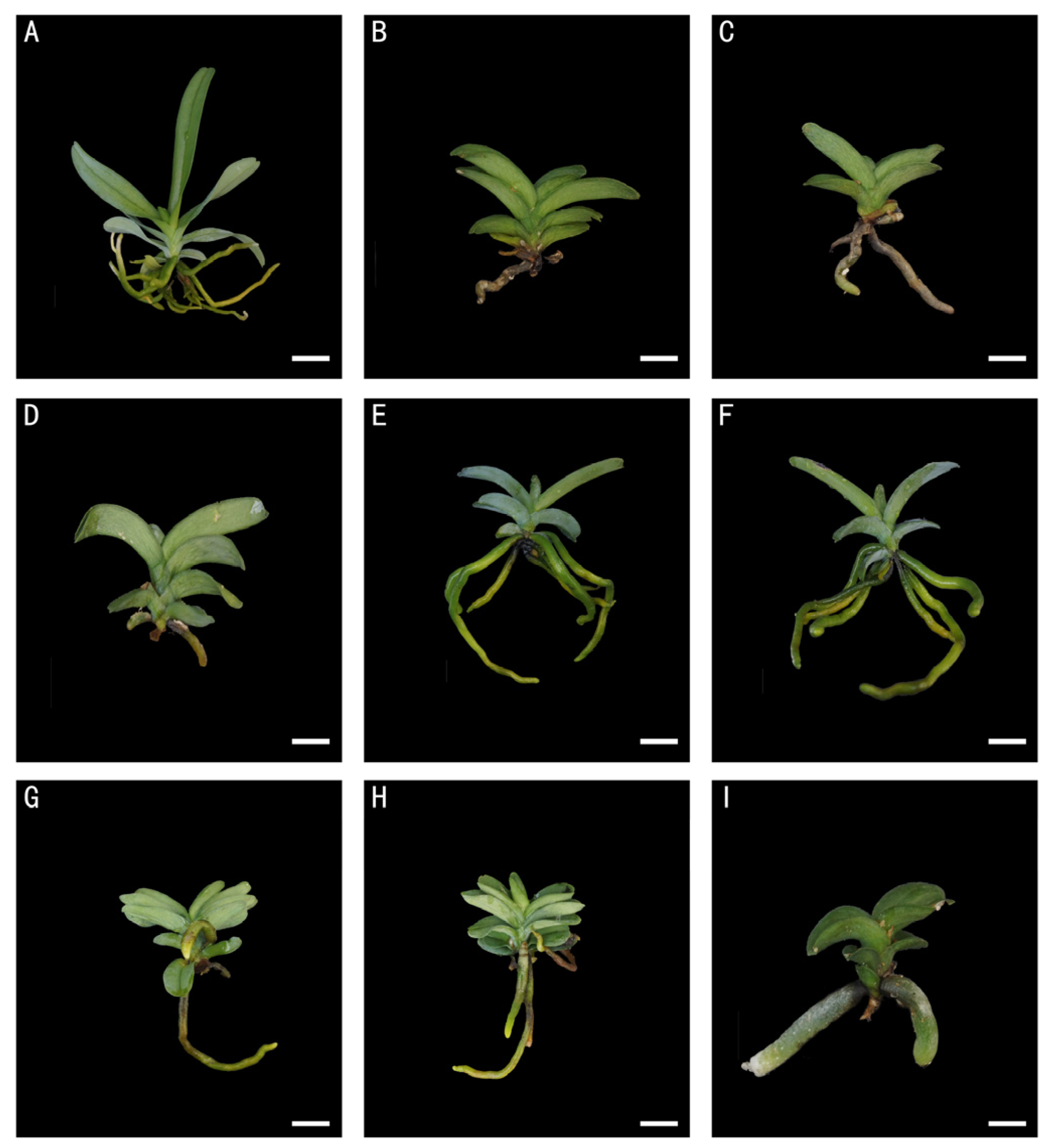 Plants 13 03535 g003