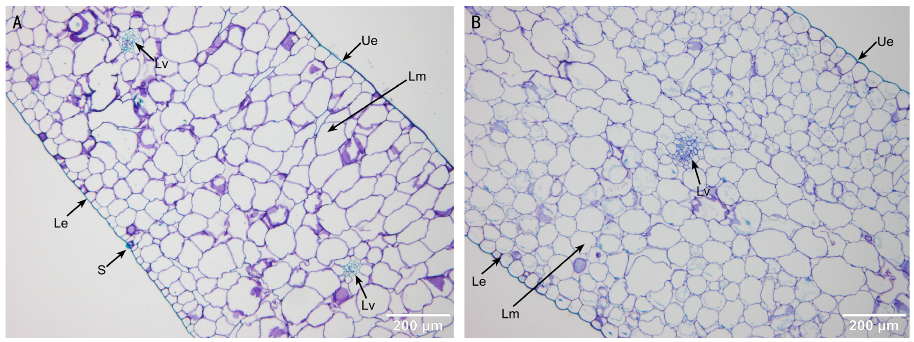 Plants 13 03535 g005