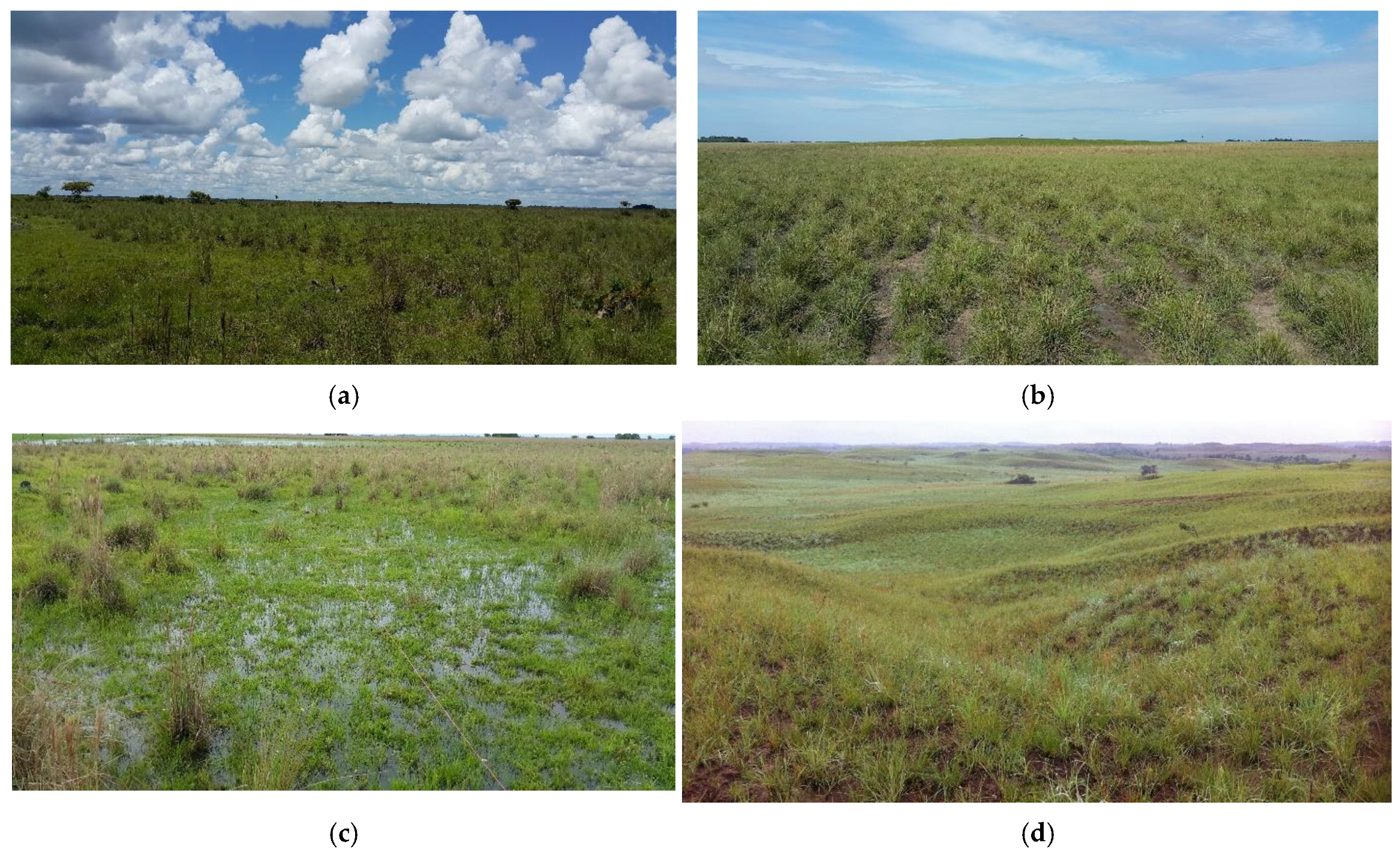 Plants 13 03545 g001a