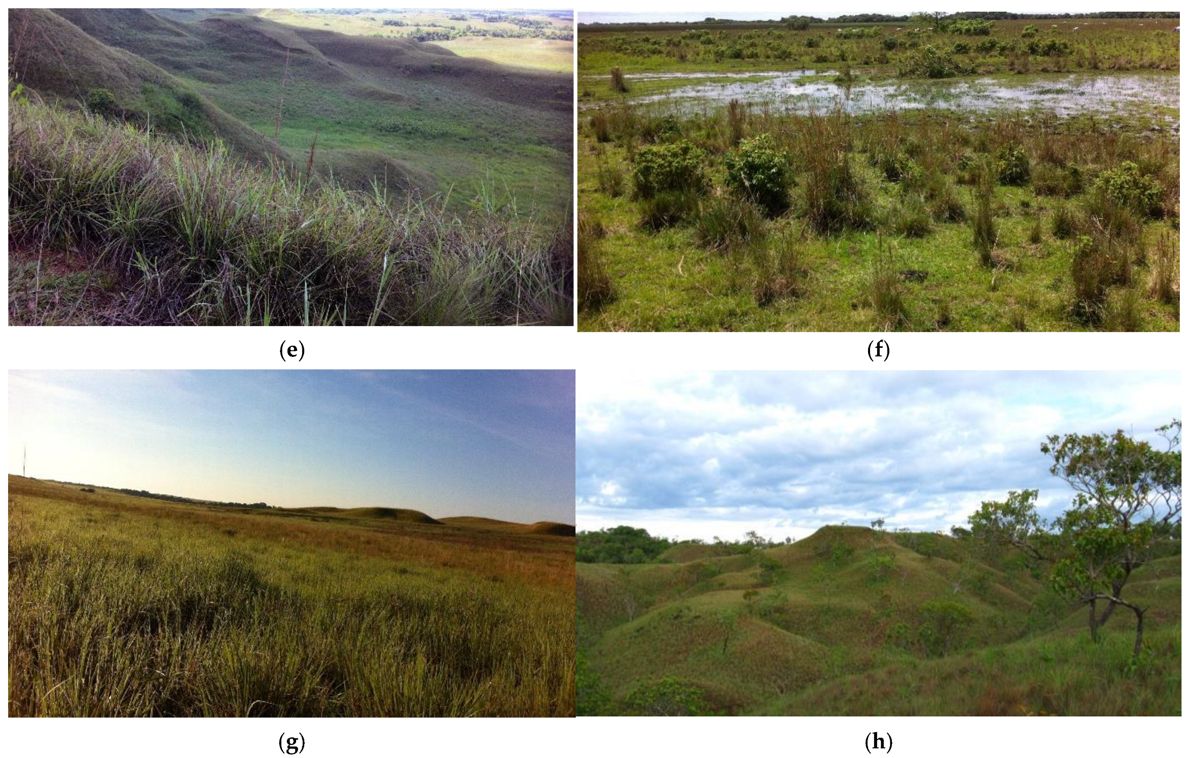 Plants 13 03545 g001b