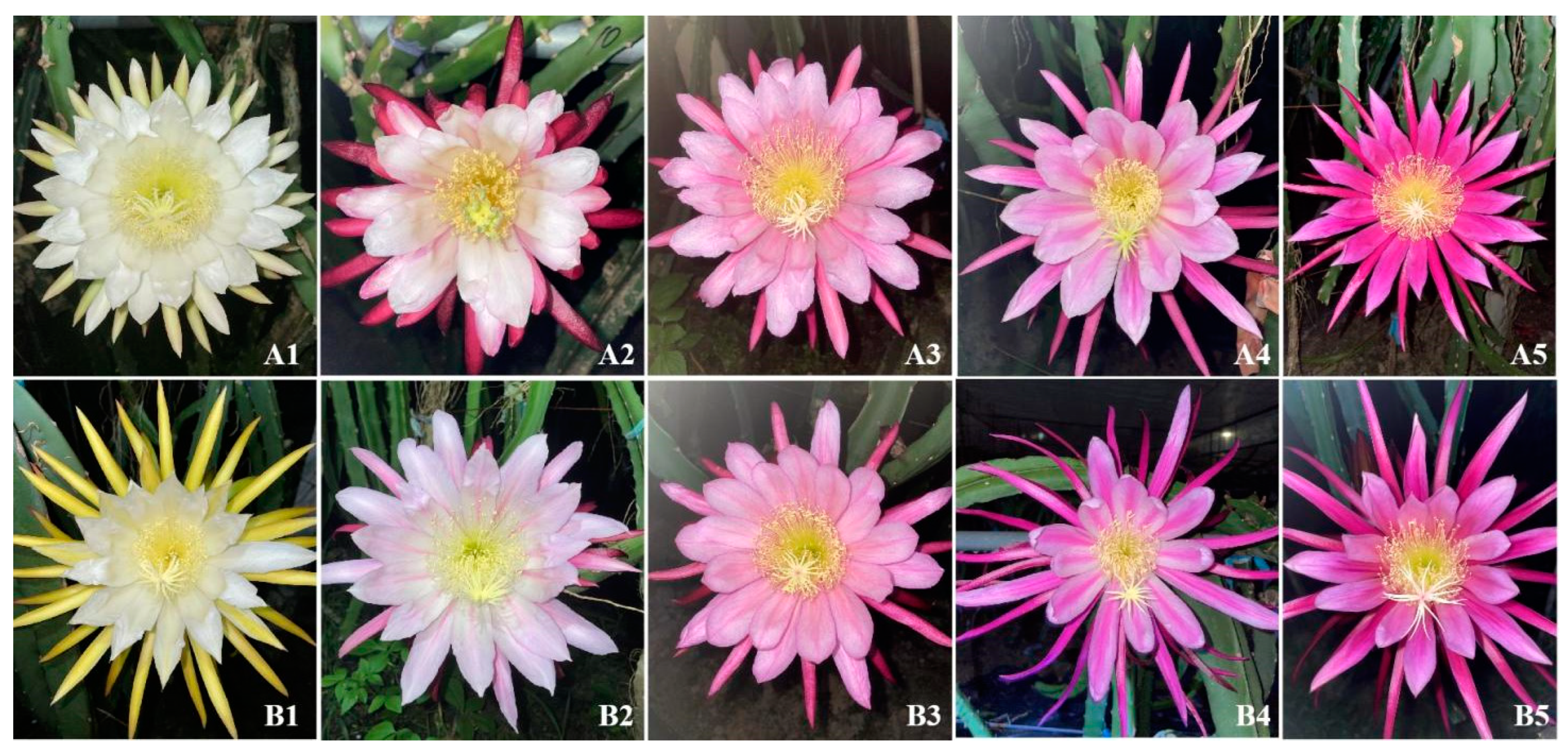 Plants 13 03546 g001