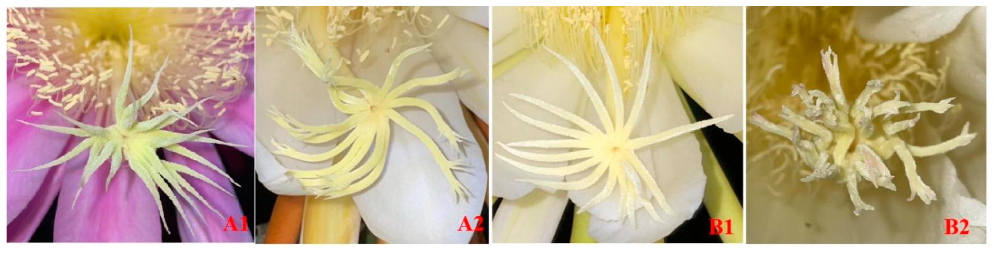 Plants 13 03546 g002