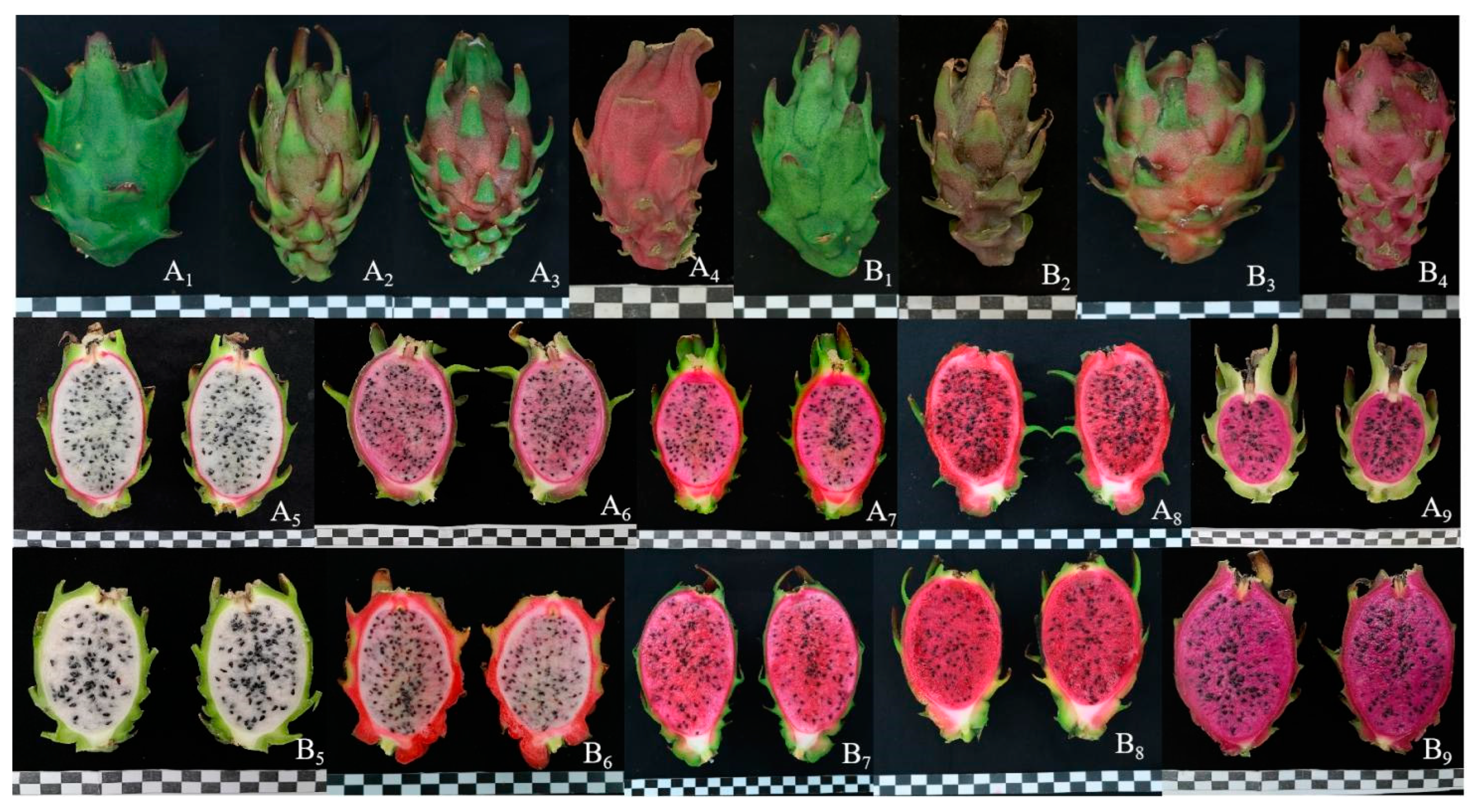 Plants 13 03546 g004