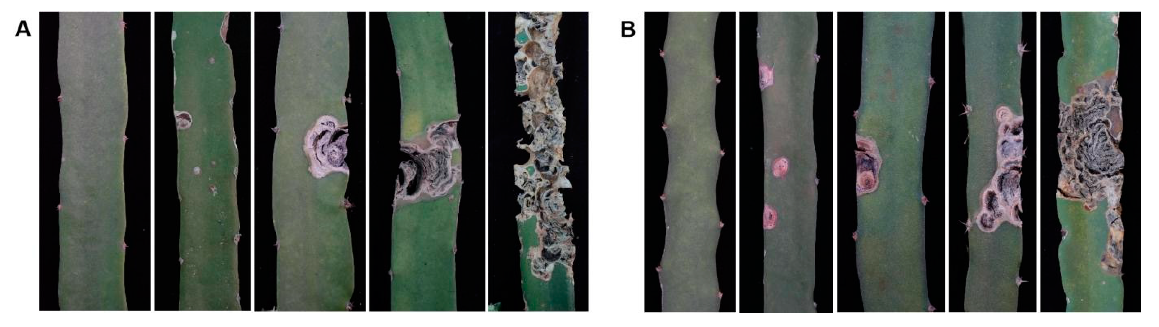 Plants 13 03546 g007