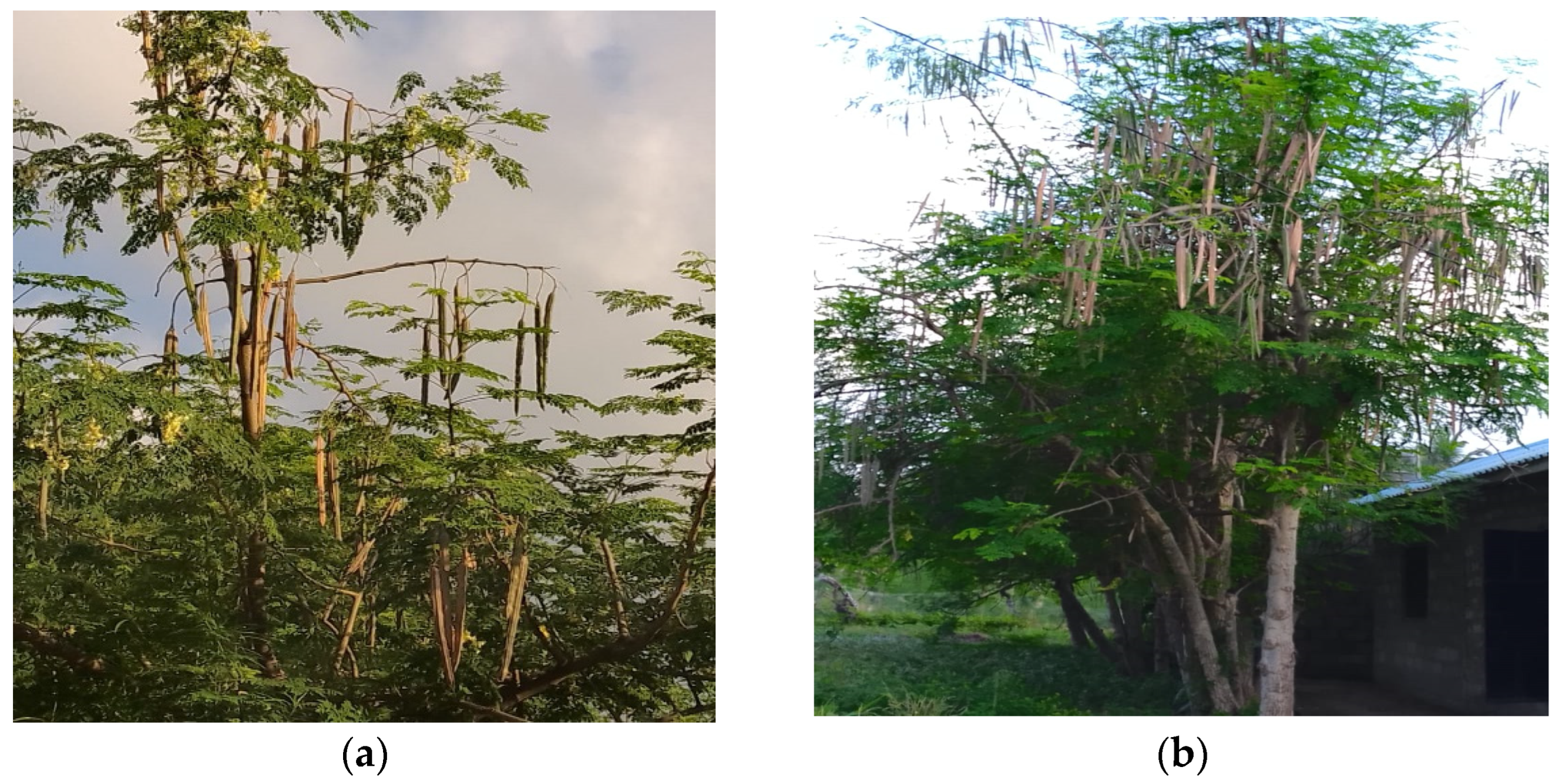 Plants 13 03547 g002