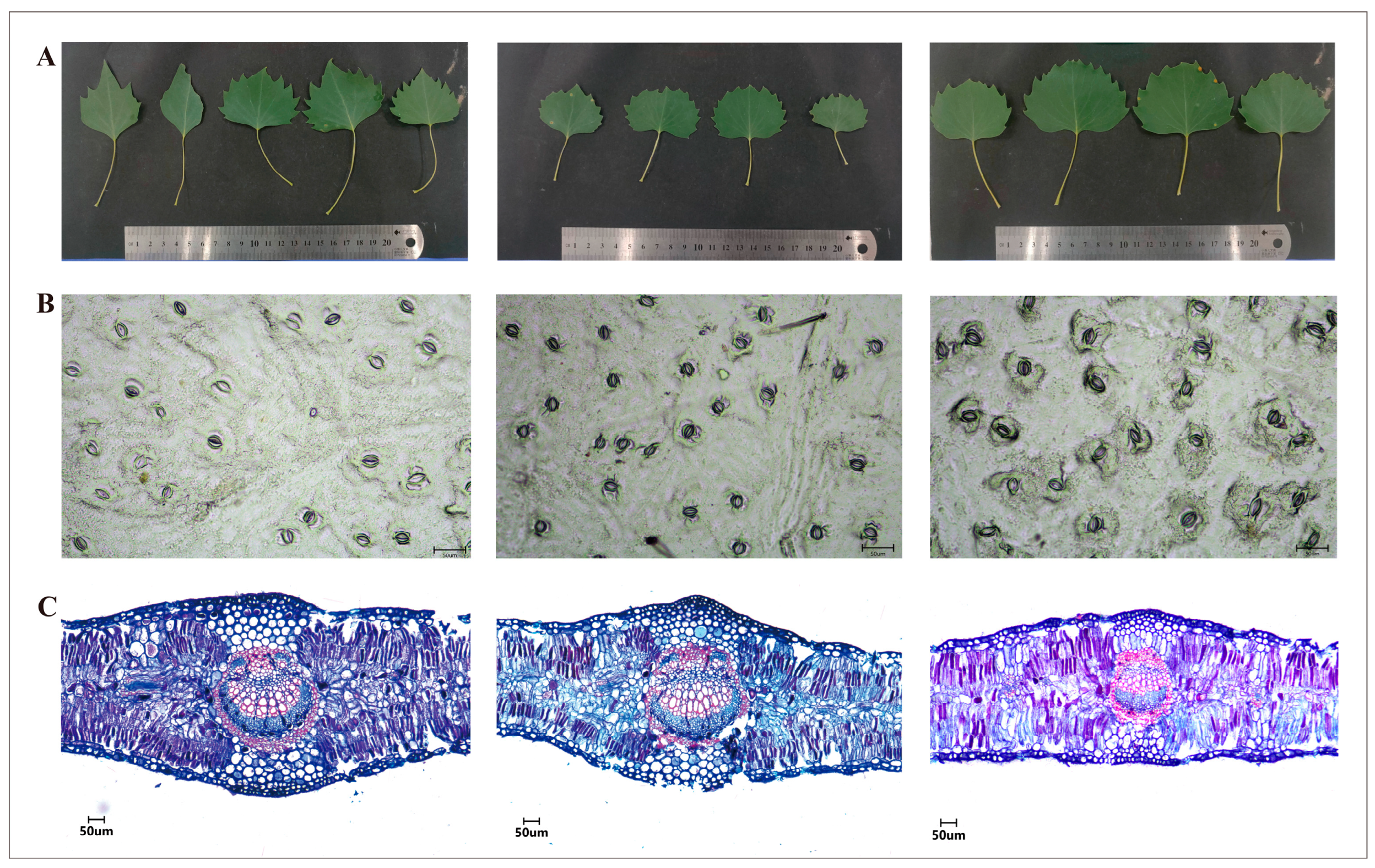 Plants 13 03549 g001 Plants 13 03549 g001