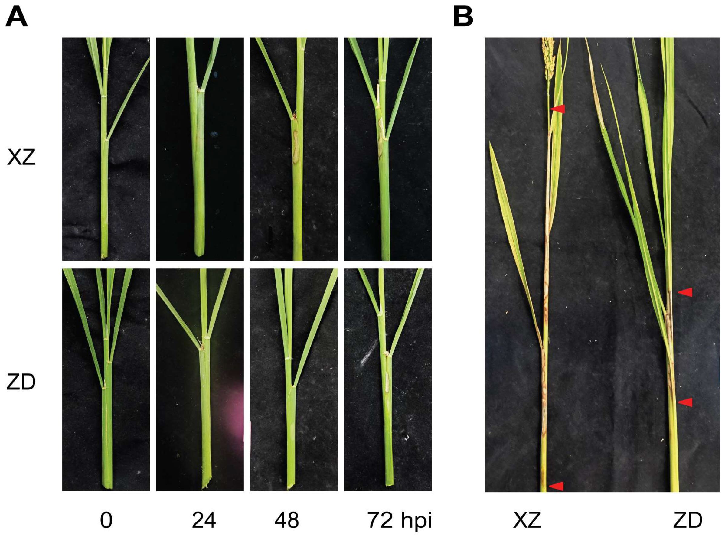 Plants 13 03554 g001