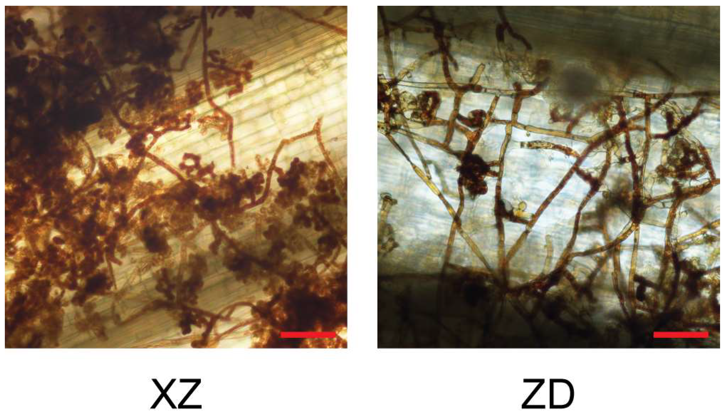 Plants 13 03554 g002