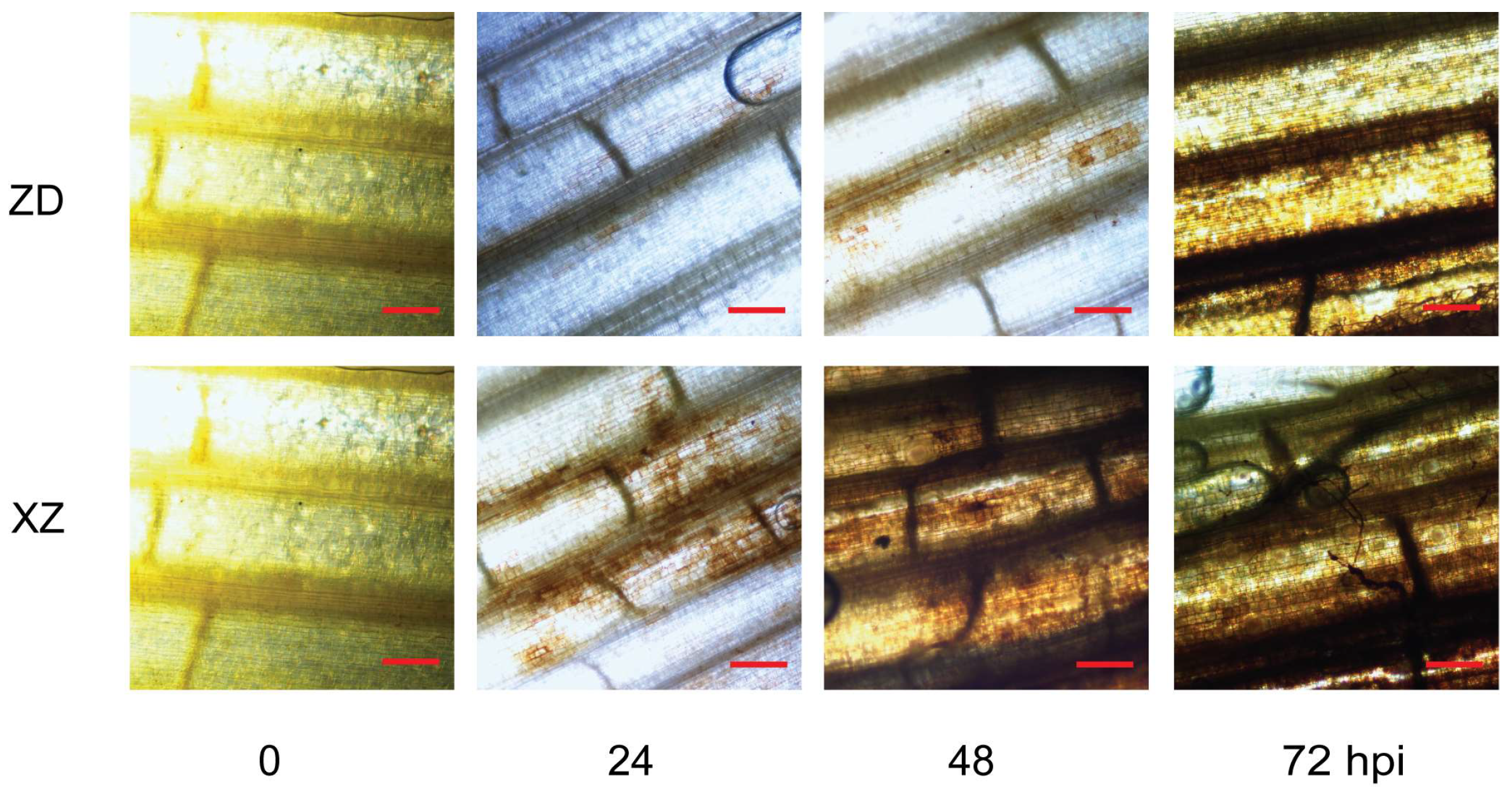 Plants 13 03554 g003