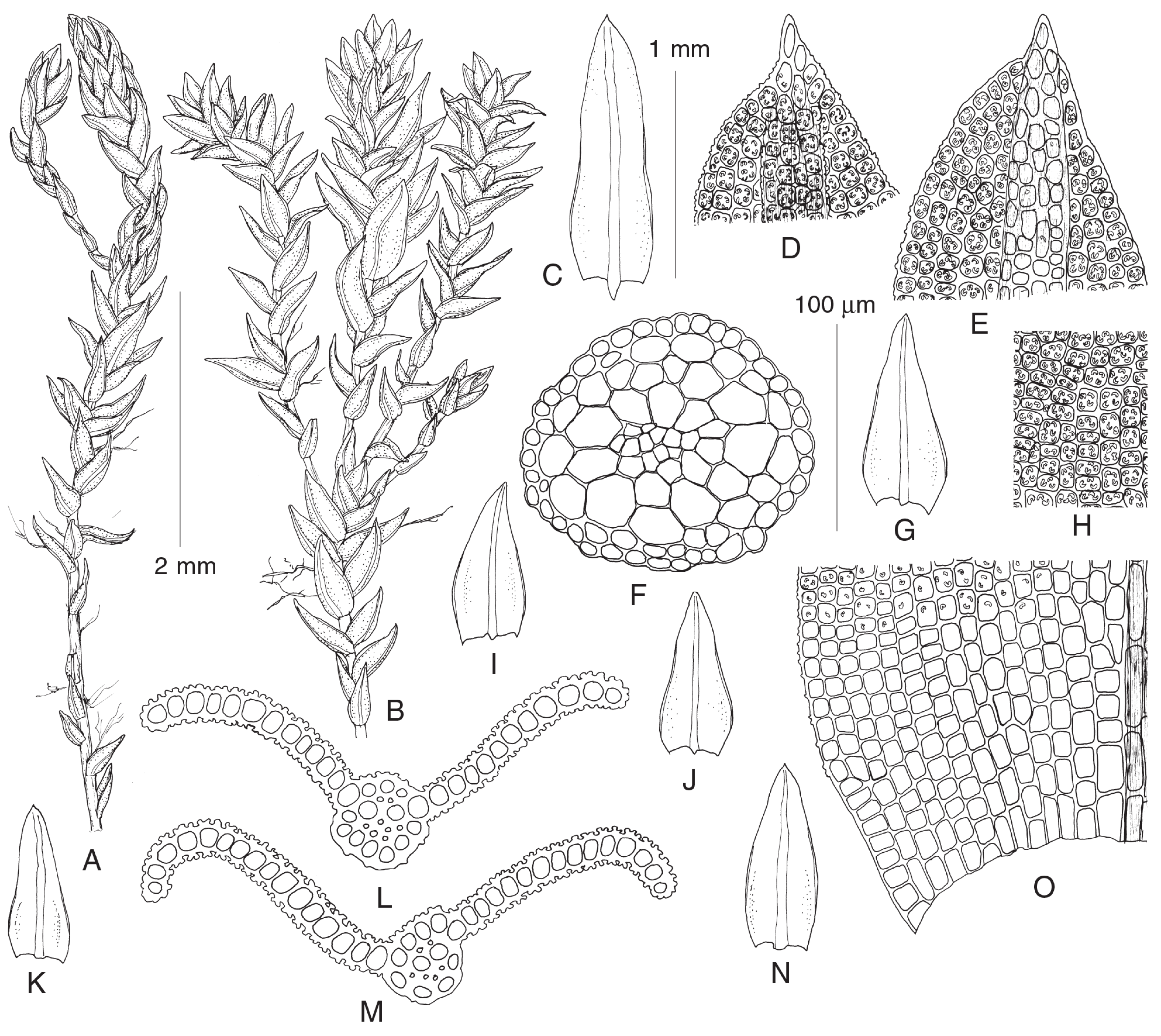 Plants 13 03558 g003