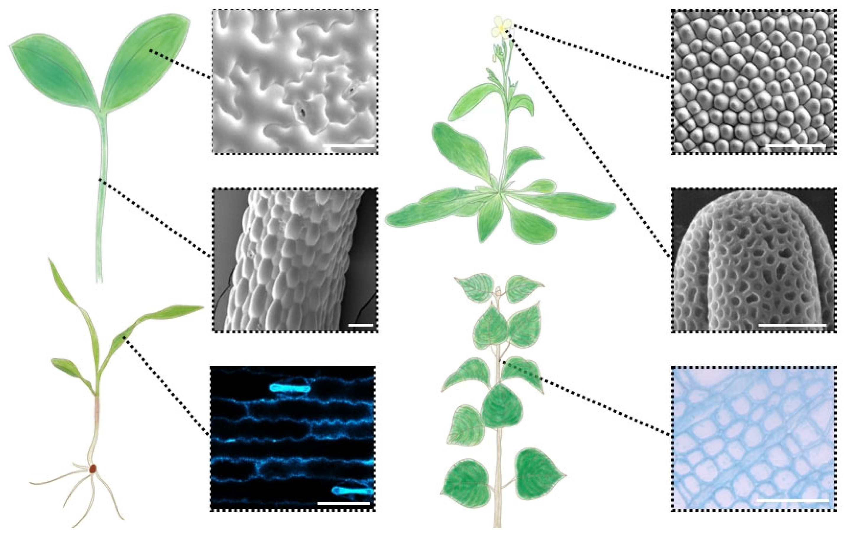 Plants 13 03561 g001