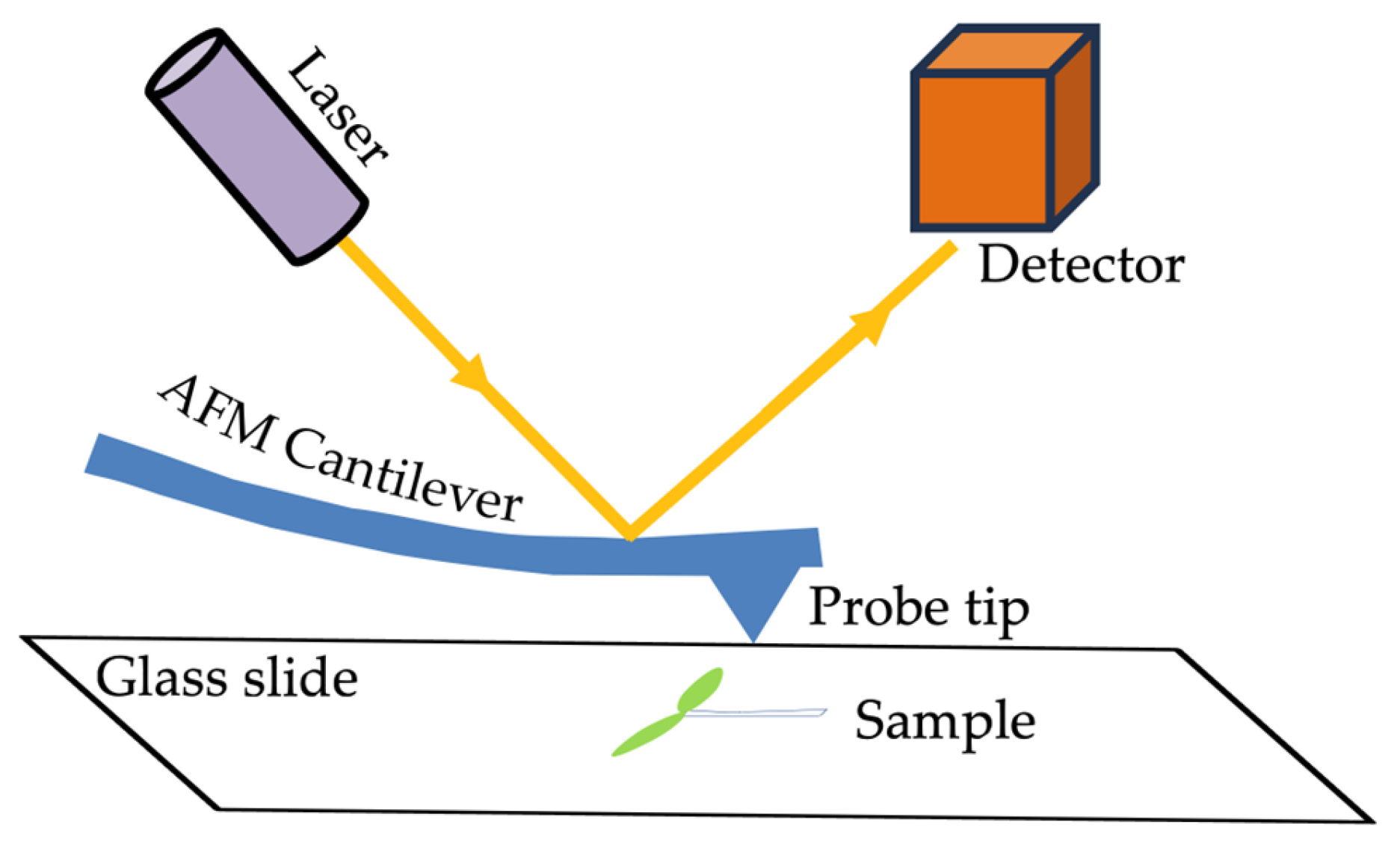 Plants 13 03561 g003