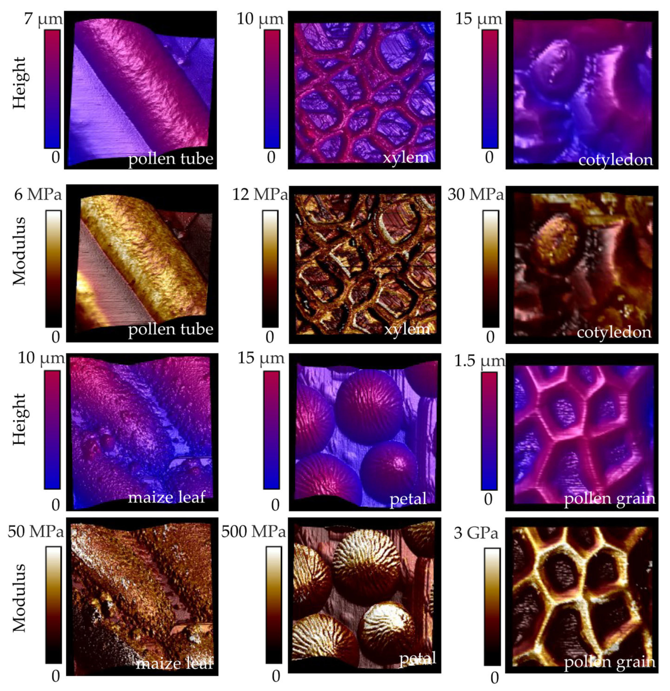 Plants 13 03561 g004