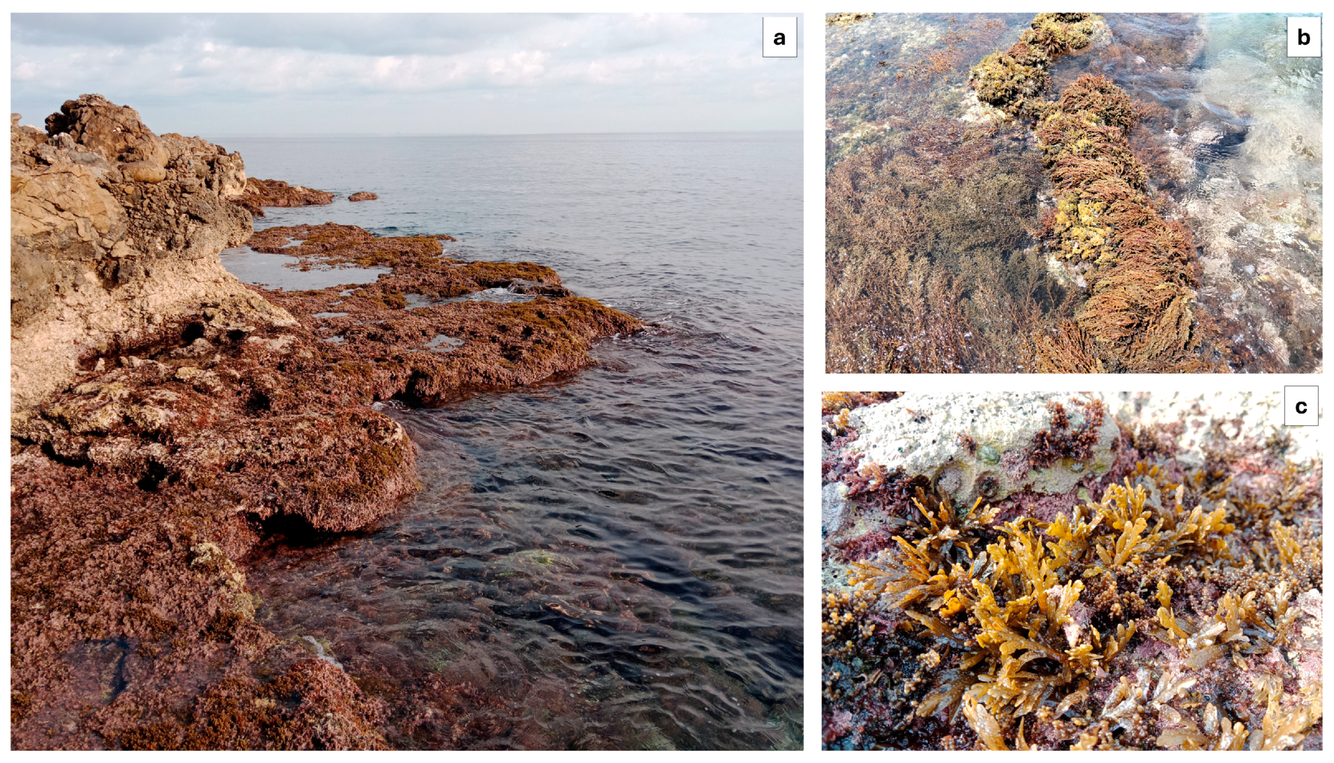 Plants 13 03562 g002