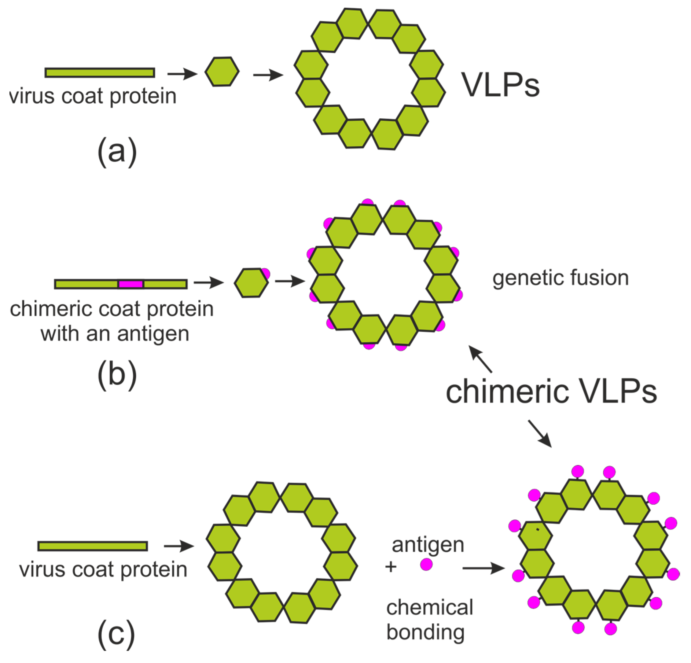 Plants 13 03564 g004 Plants 13 03564 g004