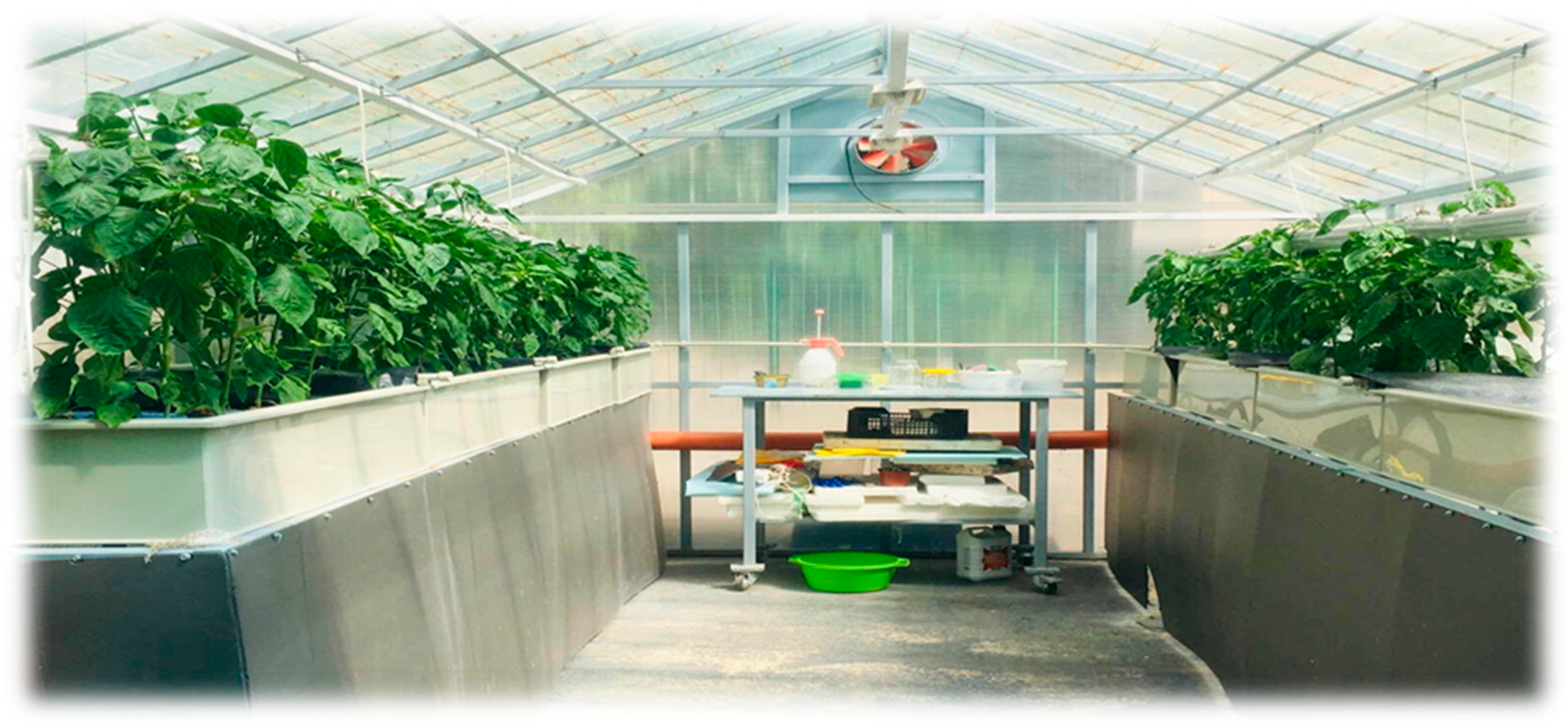 Plants 13 03566 g005