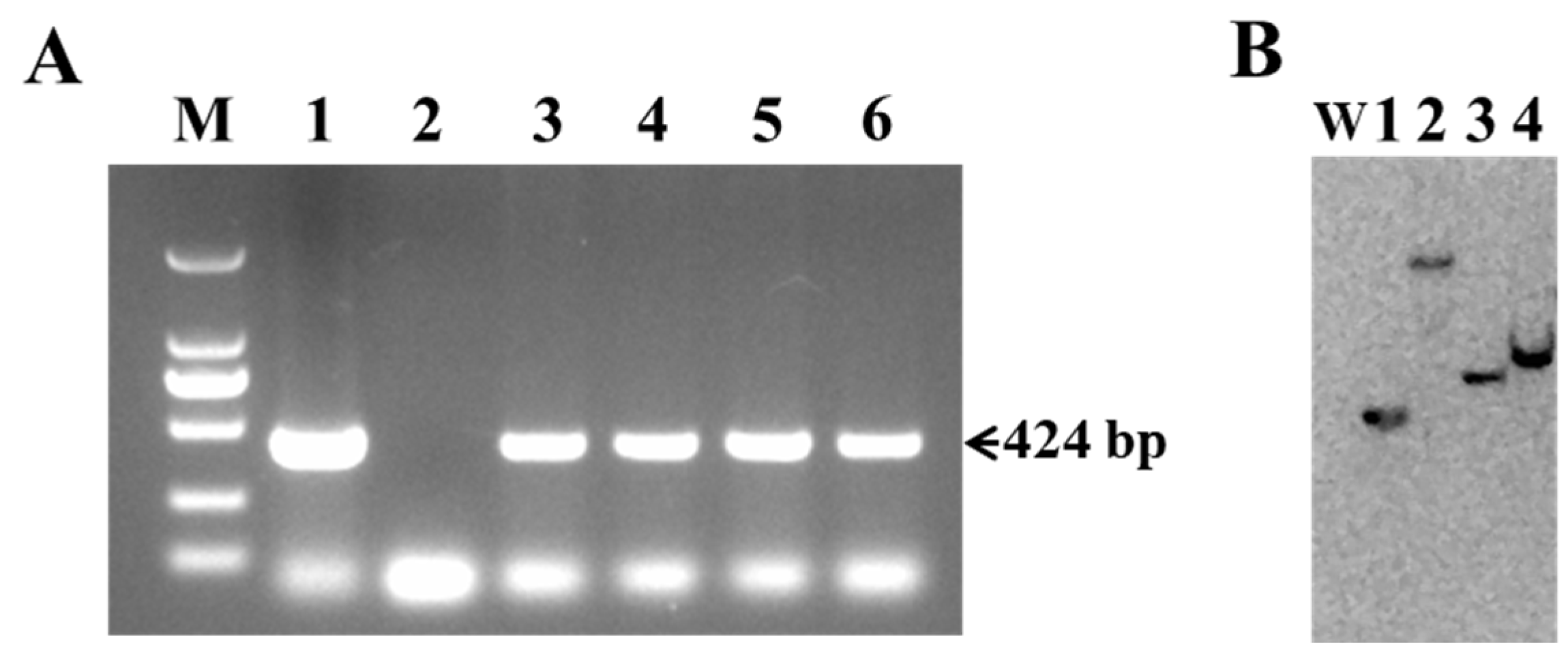 Plants 13 03568 g003