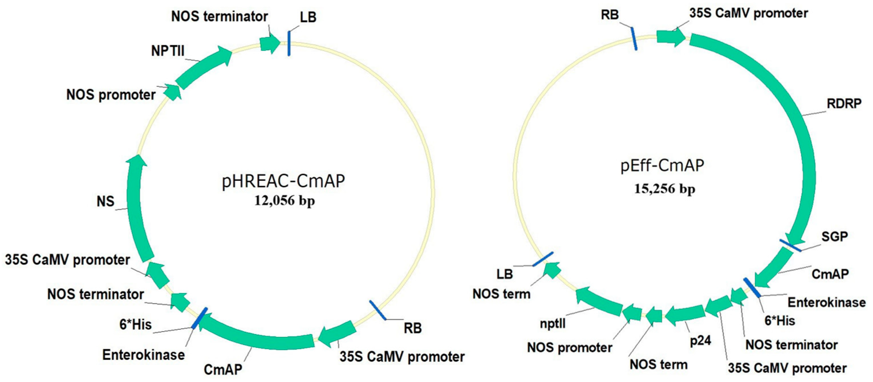 Plants 13 03570 g001