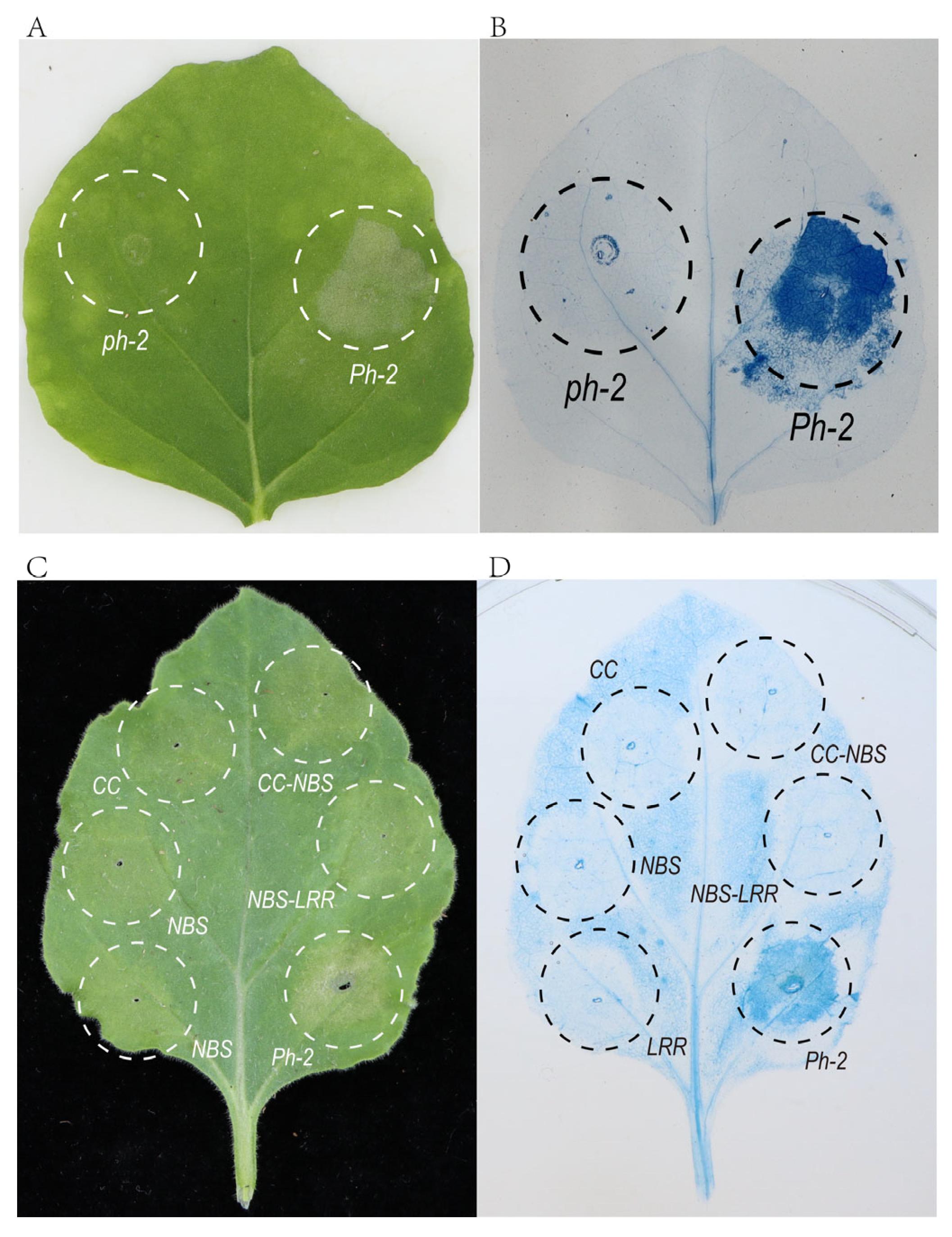 Plants 13 03572 g005