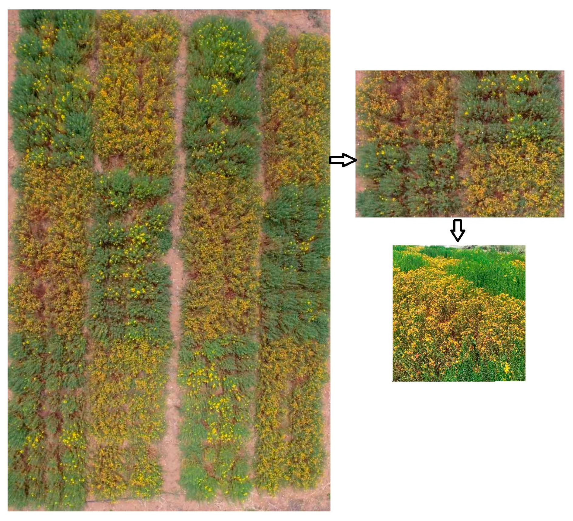 Plants 13 03573 g001