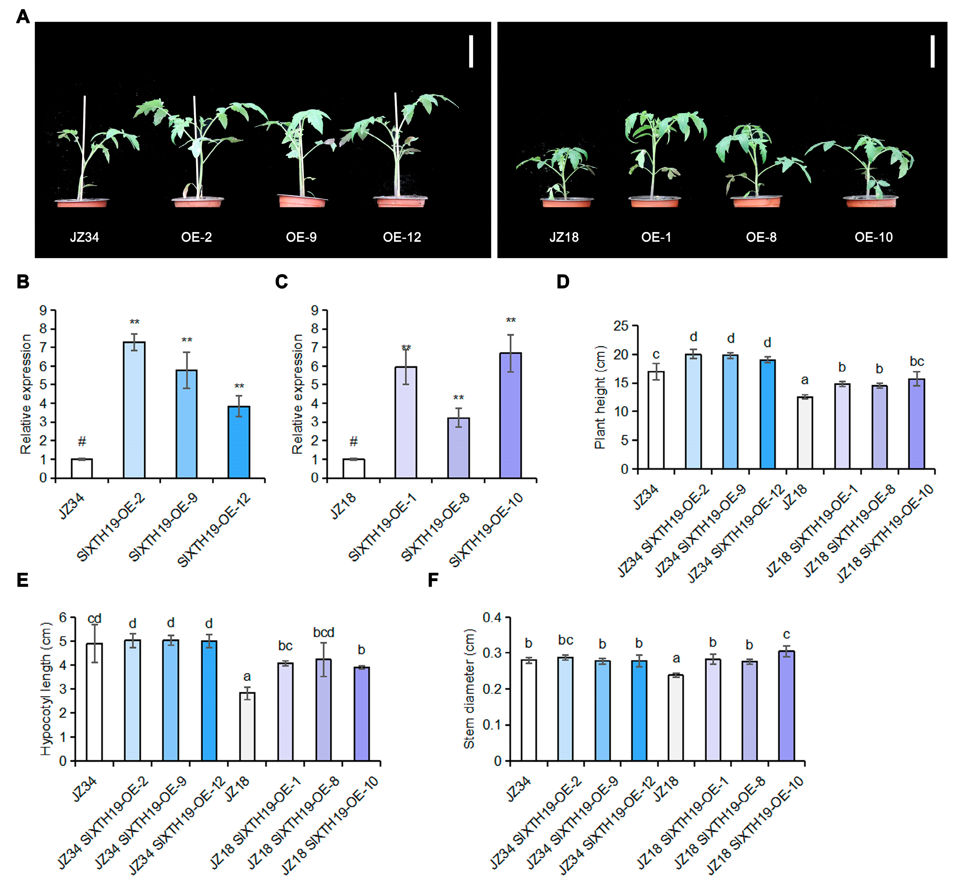 Plants 13 03578 g004