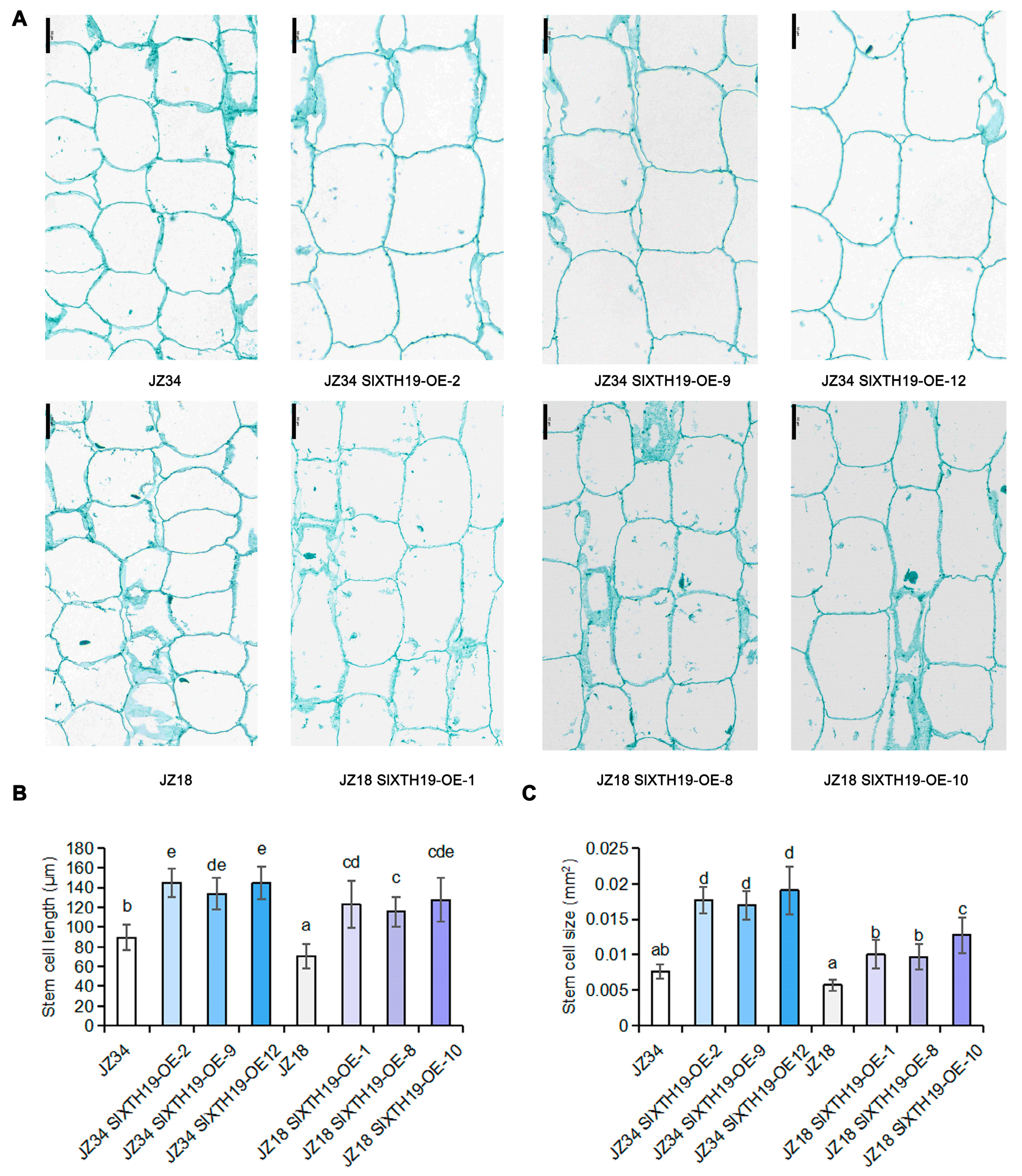 Plants 13 03578 g005