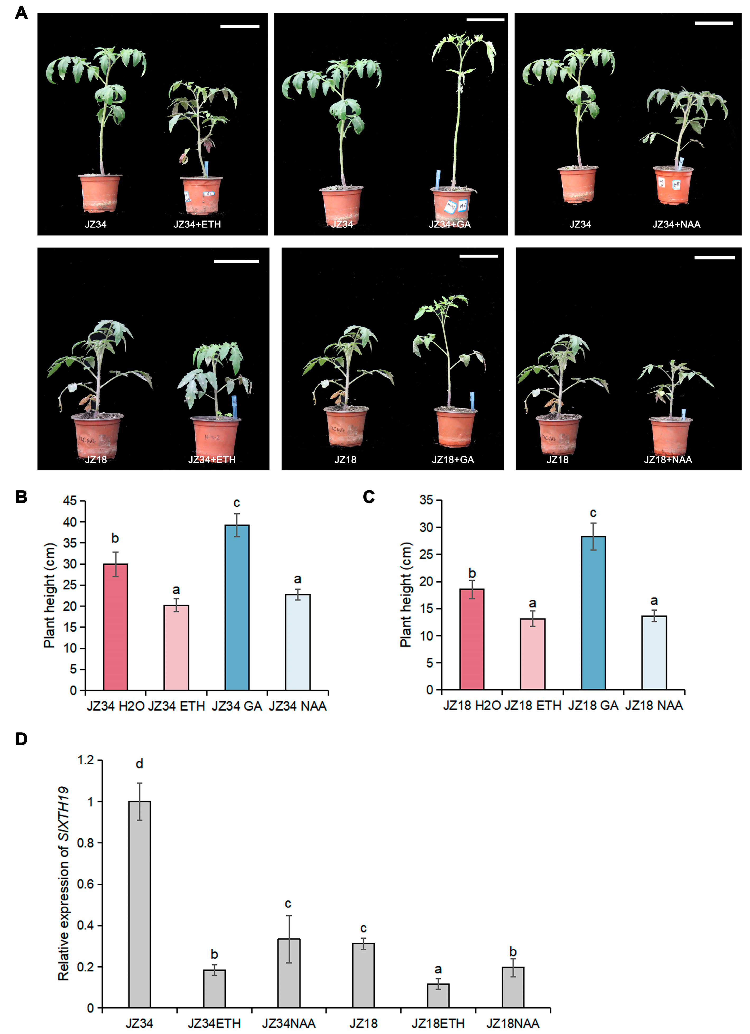 Plants 13 03578 g007