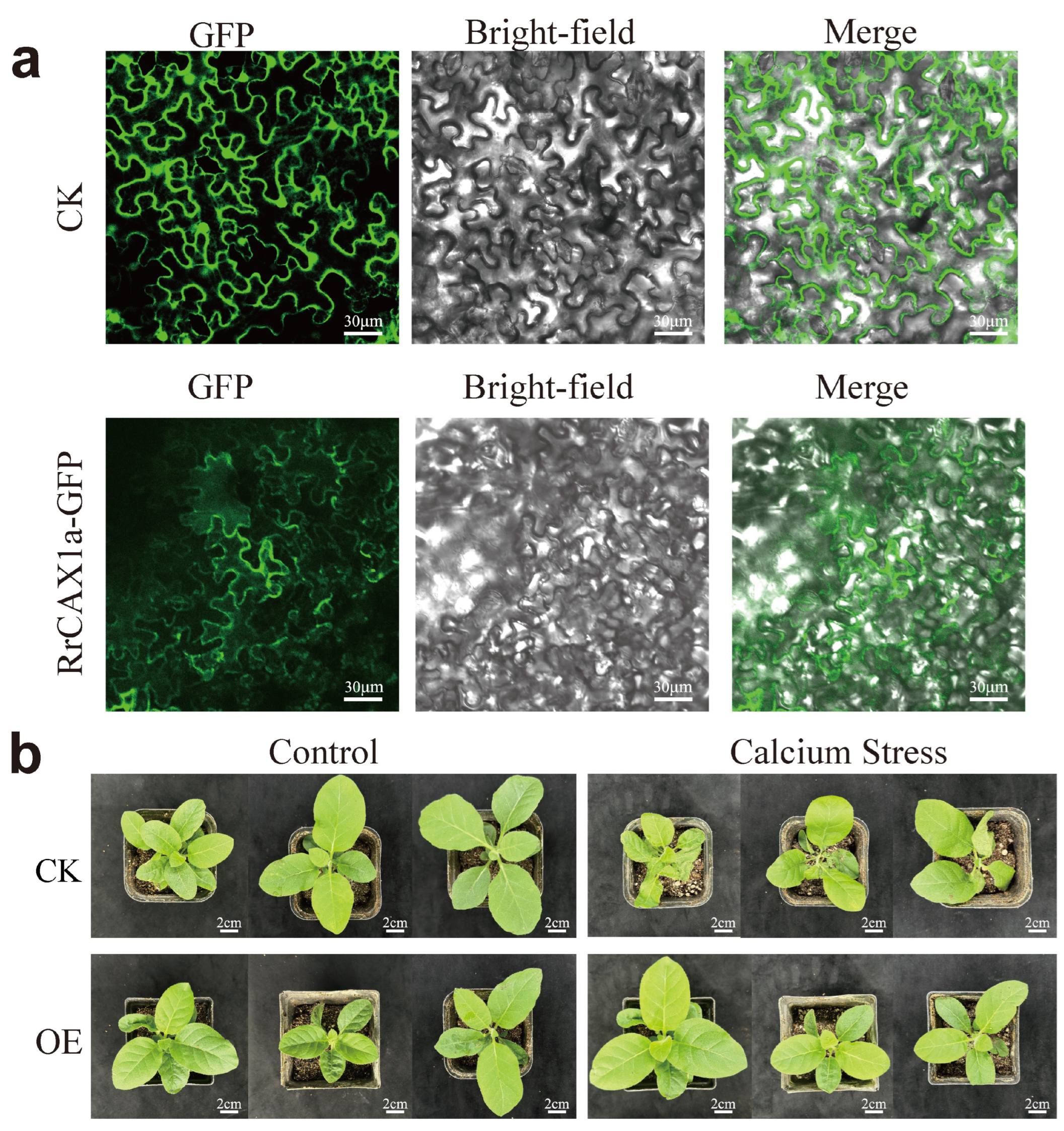 Plants 13 03582 g008