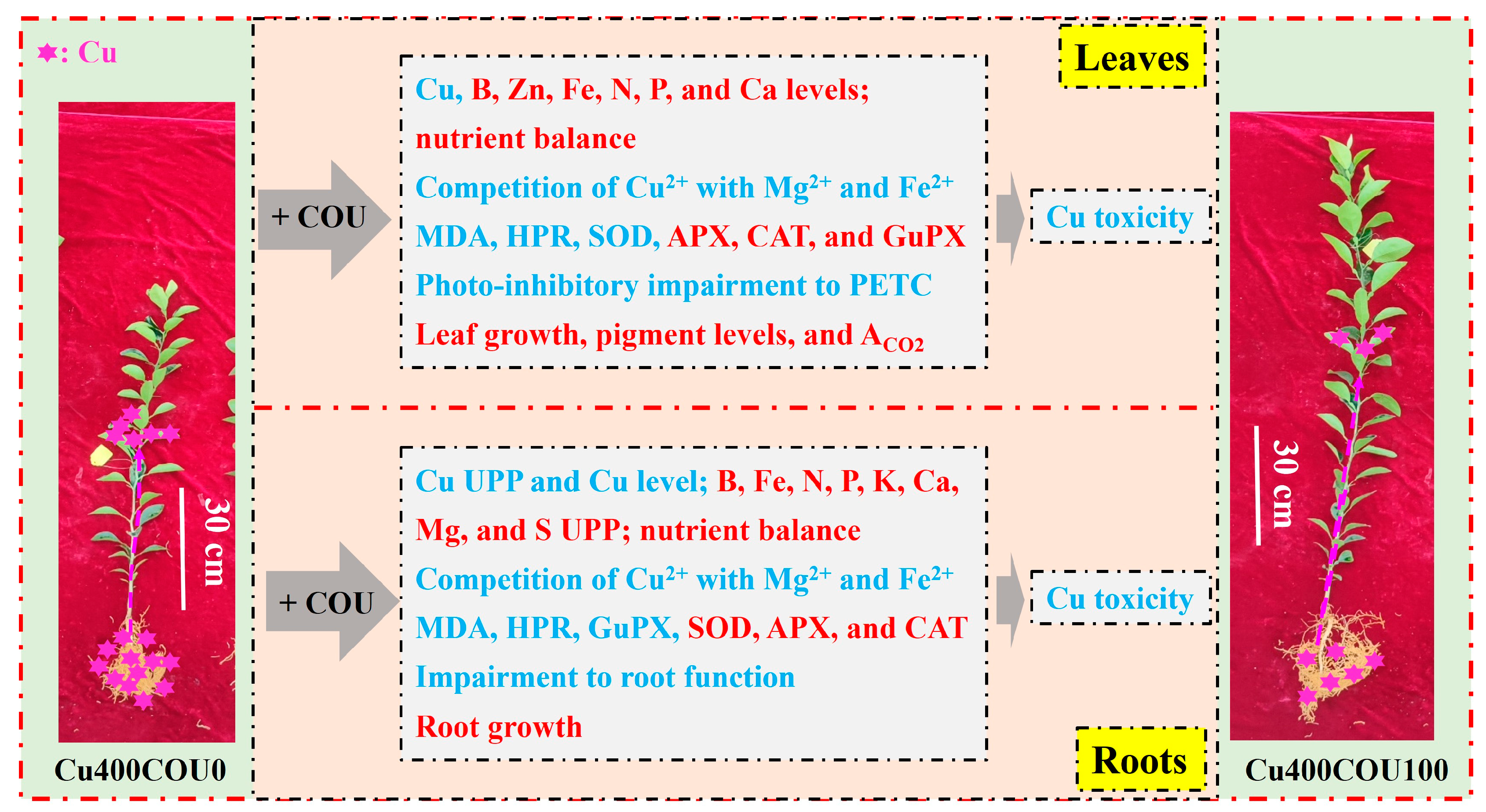 Plants 13 03584 g012