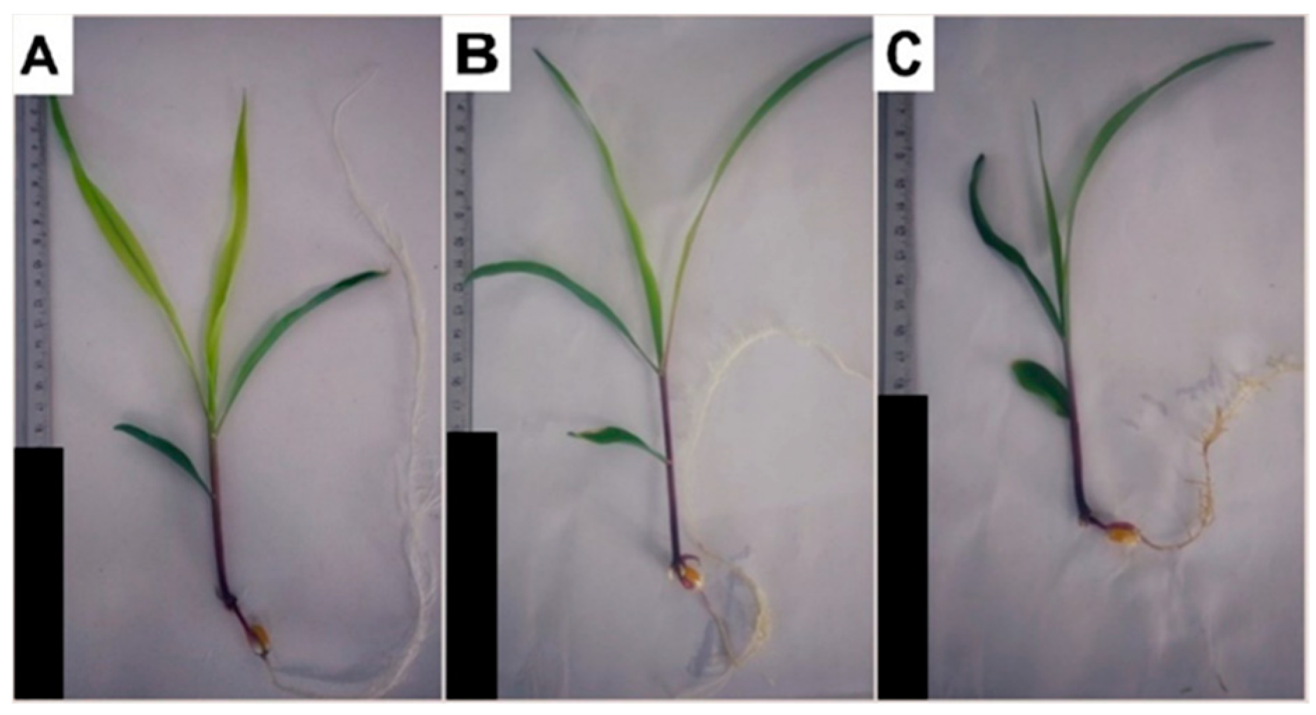 Plants 14 00001 g001