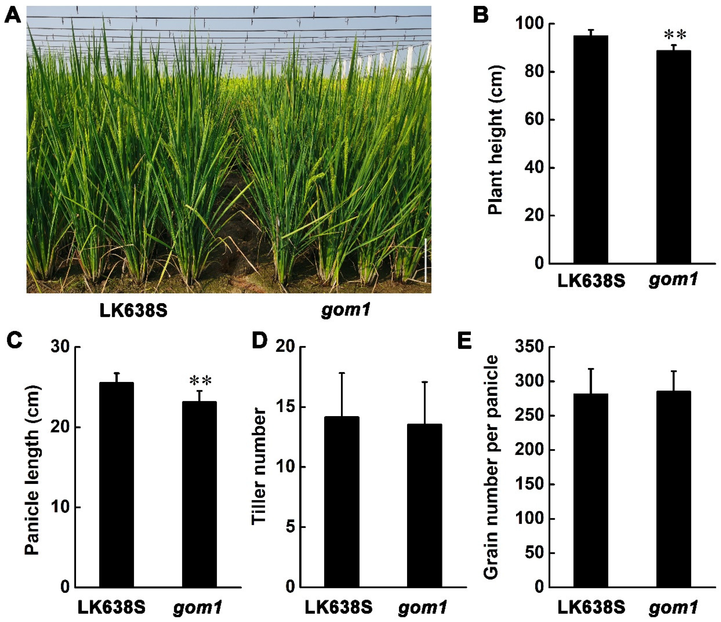 Plants 14 00005 g002