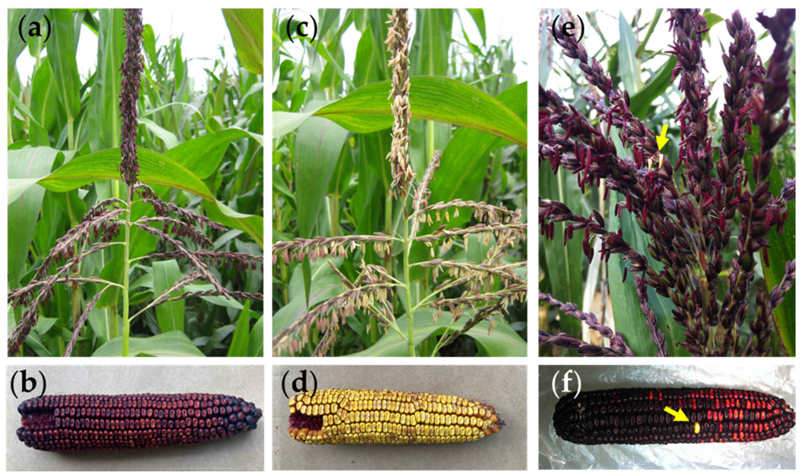 Plants 14 00011 g001