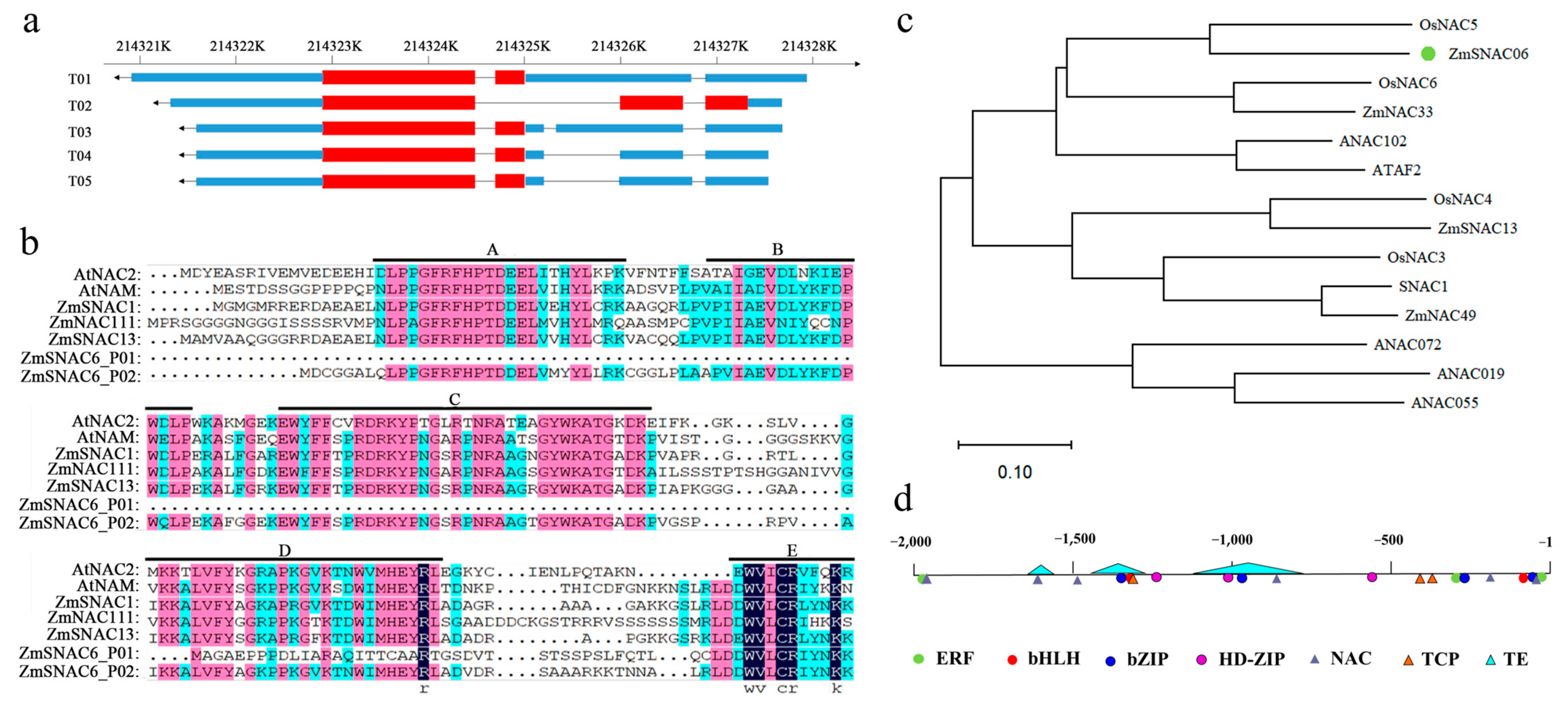 Plants 14 00012 g002