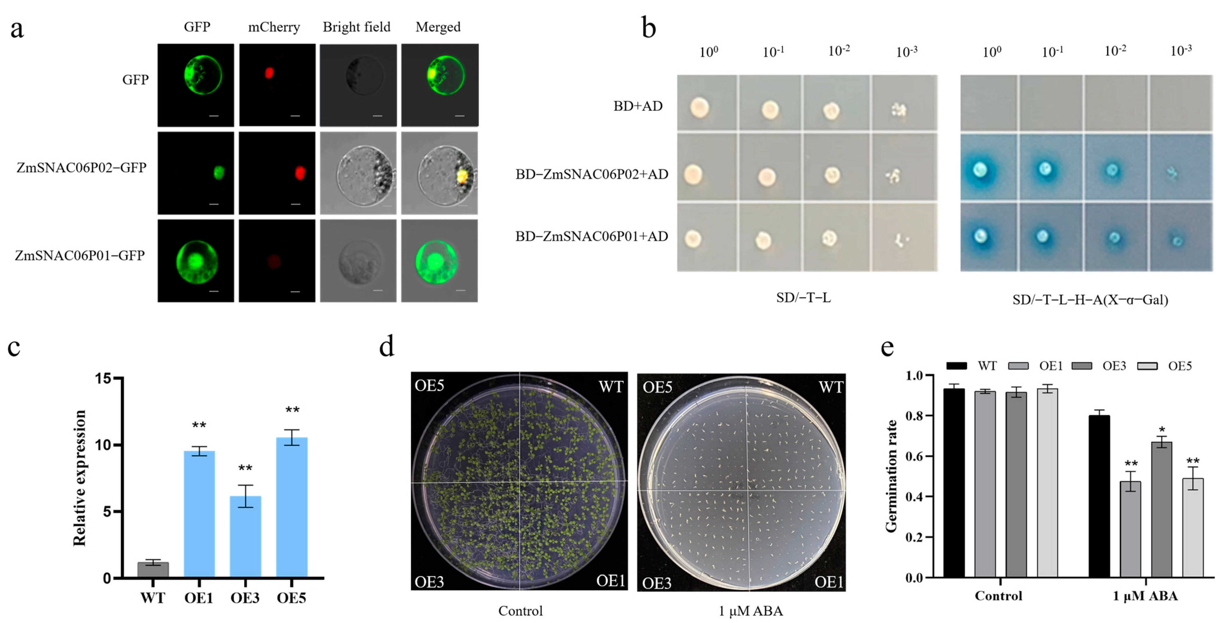 Plants 14 00012 g004