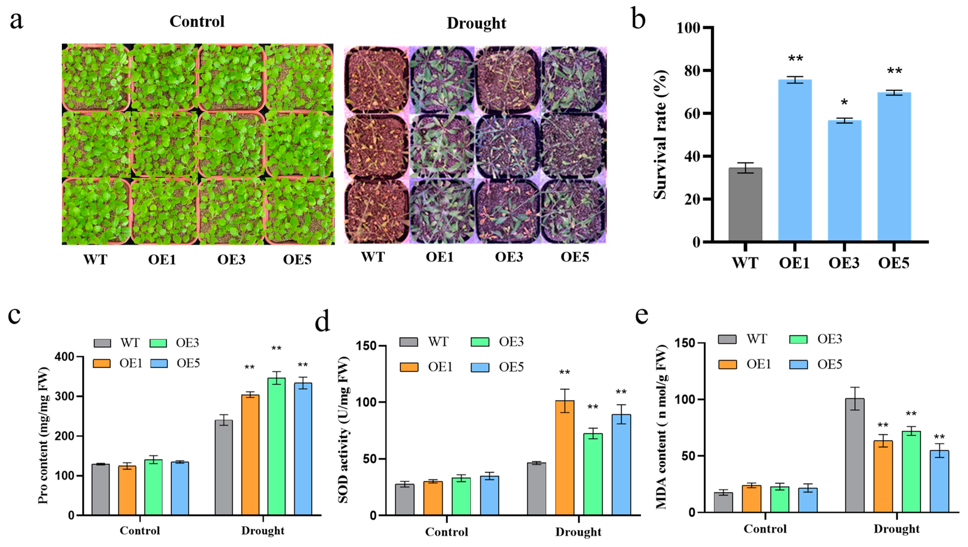 Plants 14 00012 g005