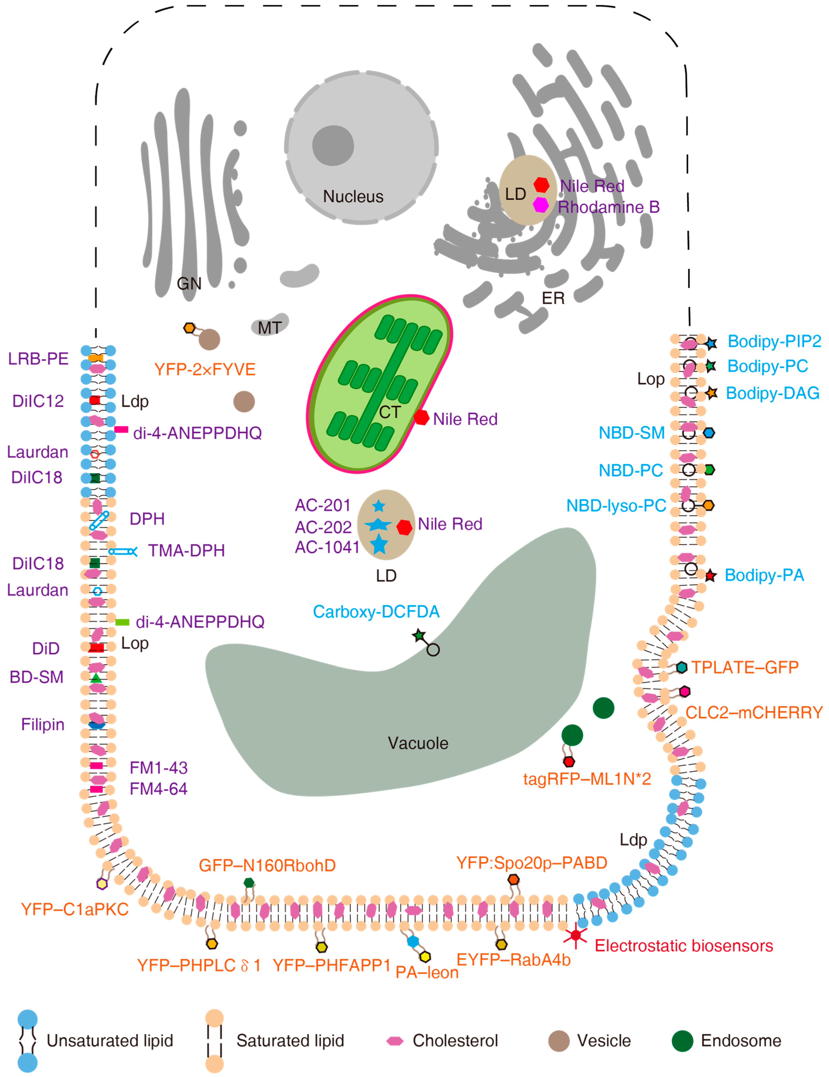 Plants 14 00015 g003