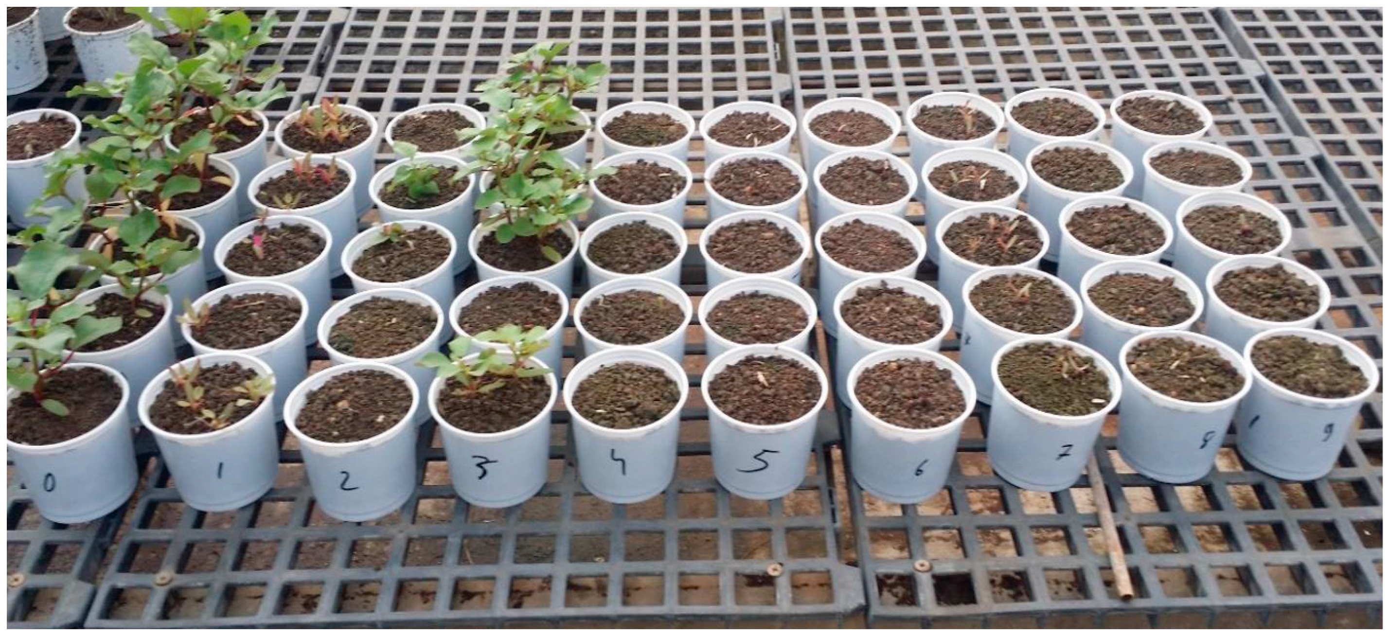 Plants 14 00019 g002