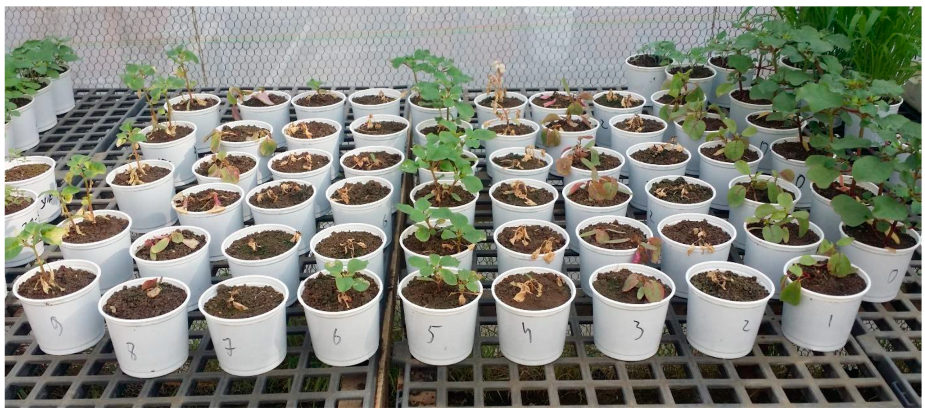 Plants 14 00019 g003