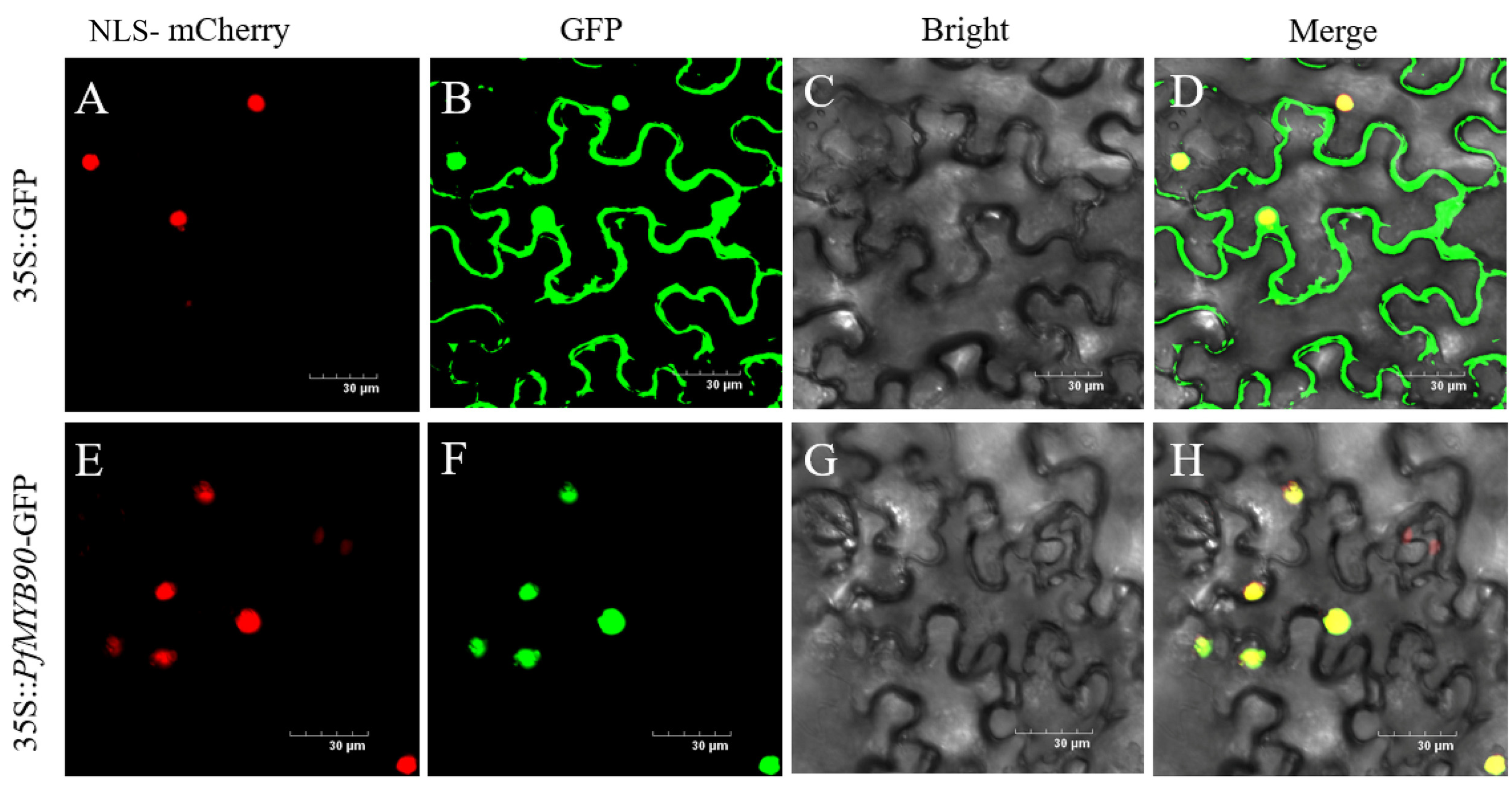 Plants 14 00024 g002