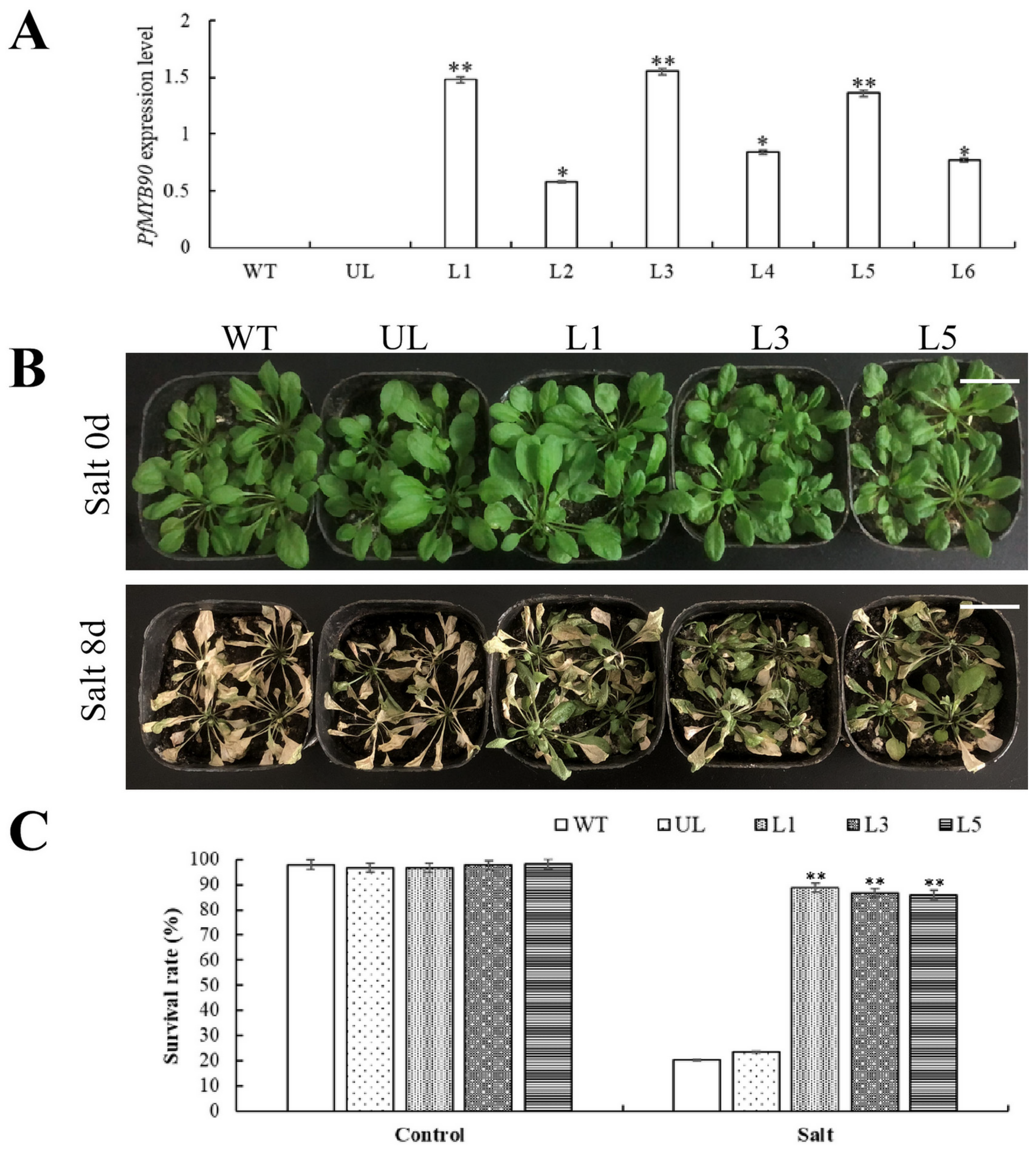Plants 14 00024 g004