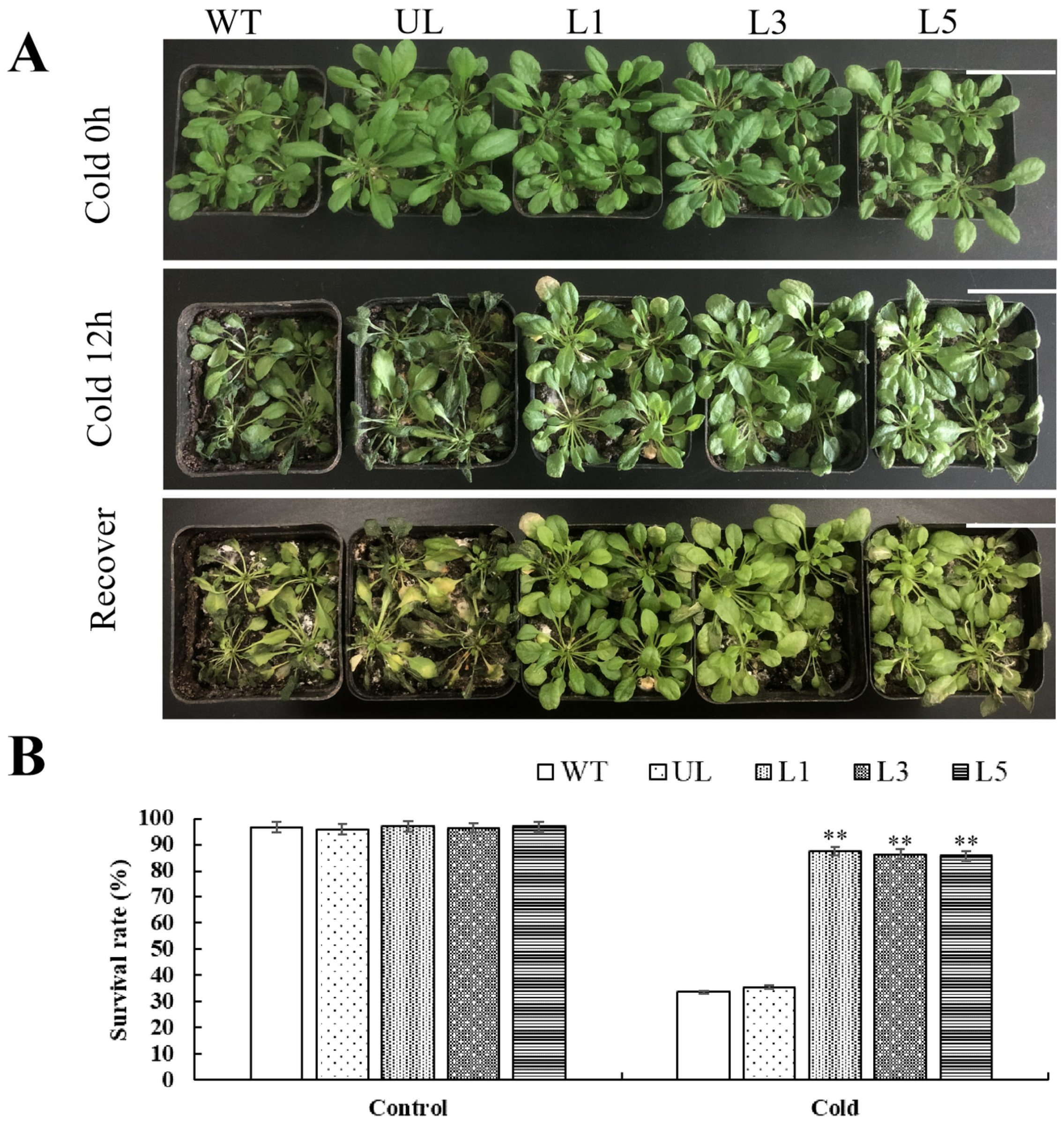 Plants 14 00024 g007