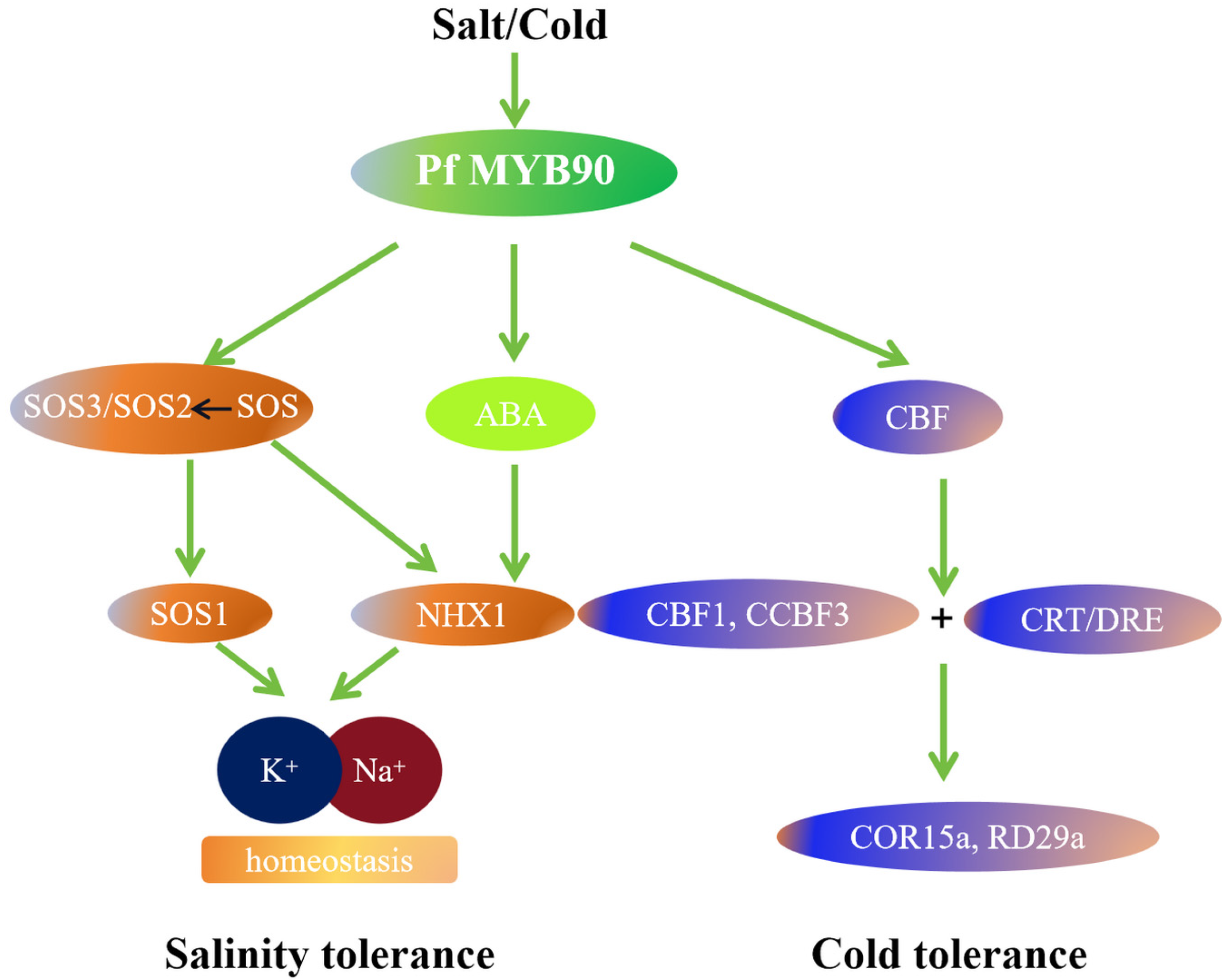 Plants 14 00024 g010